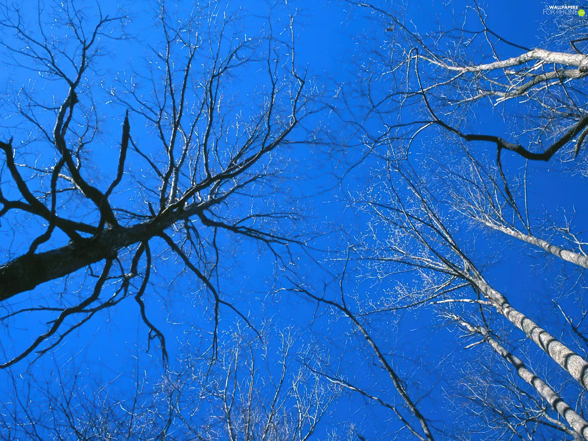 trees, Sky, vertices