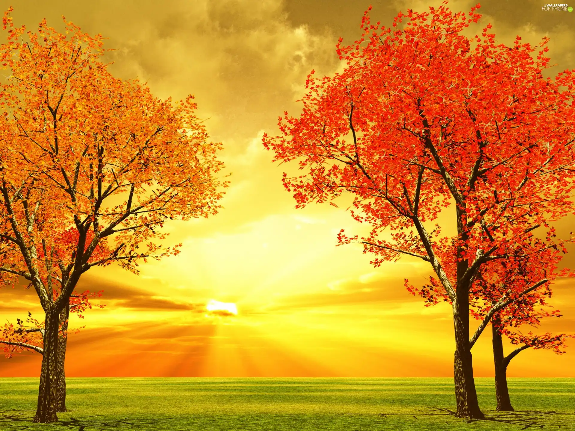 trees, viewes, west, sun, autumn