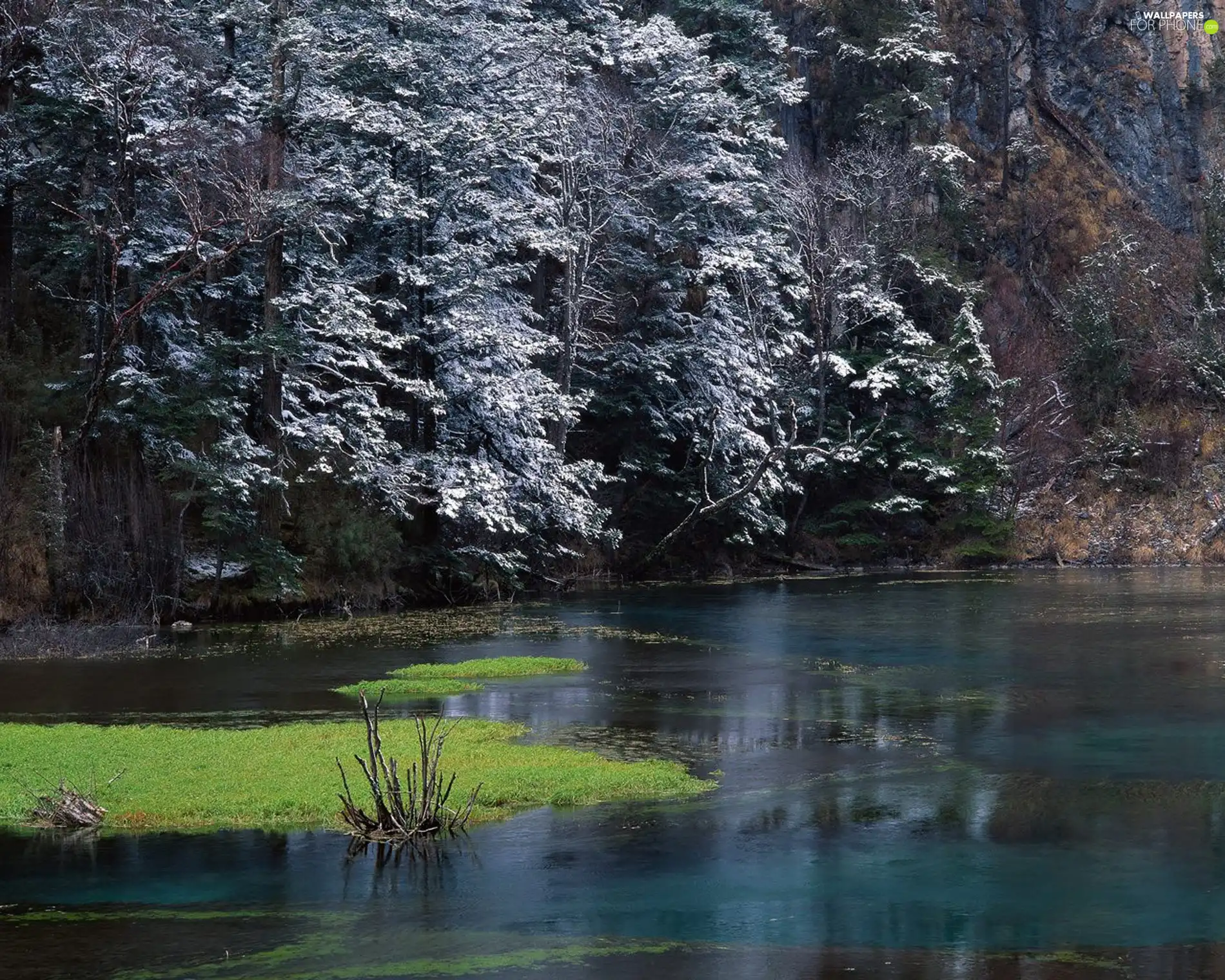 trees, viewes, Winters, lake, beginning