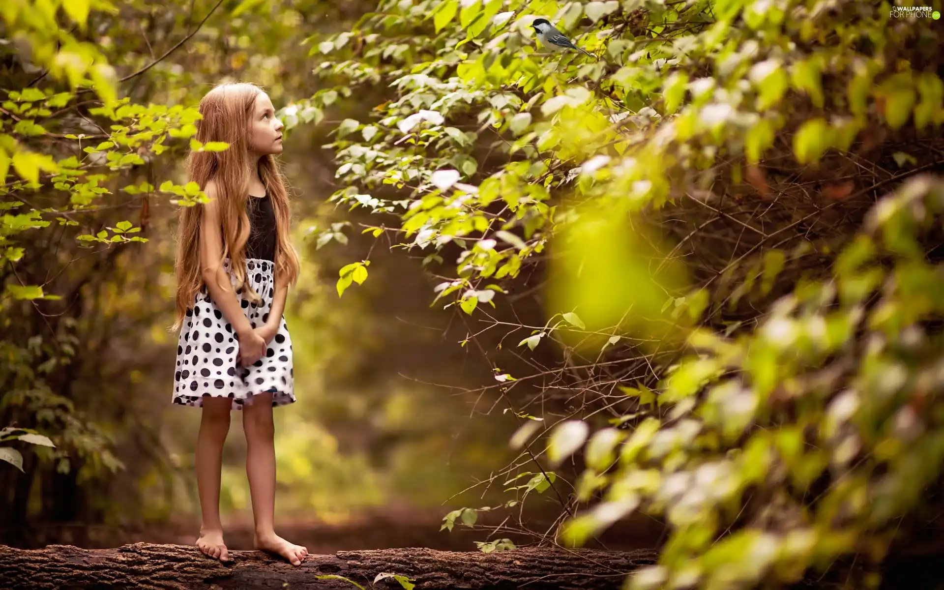 ligh, forest, viewes, flash, birdies, girl, trees, luminosity, sun, Przebijające