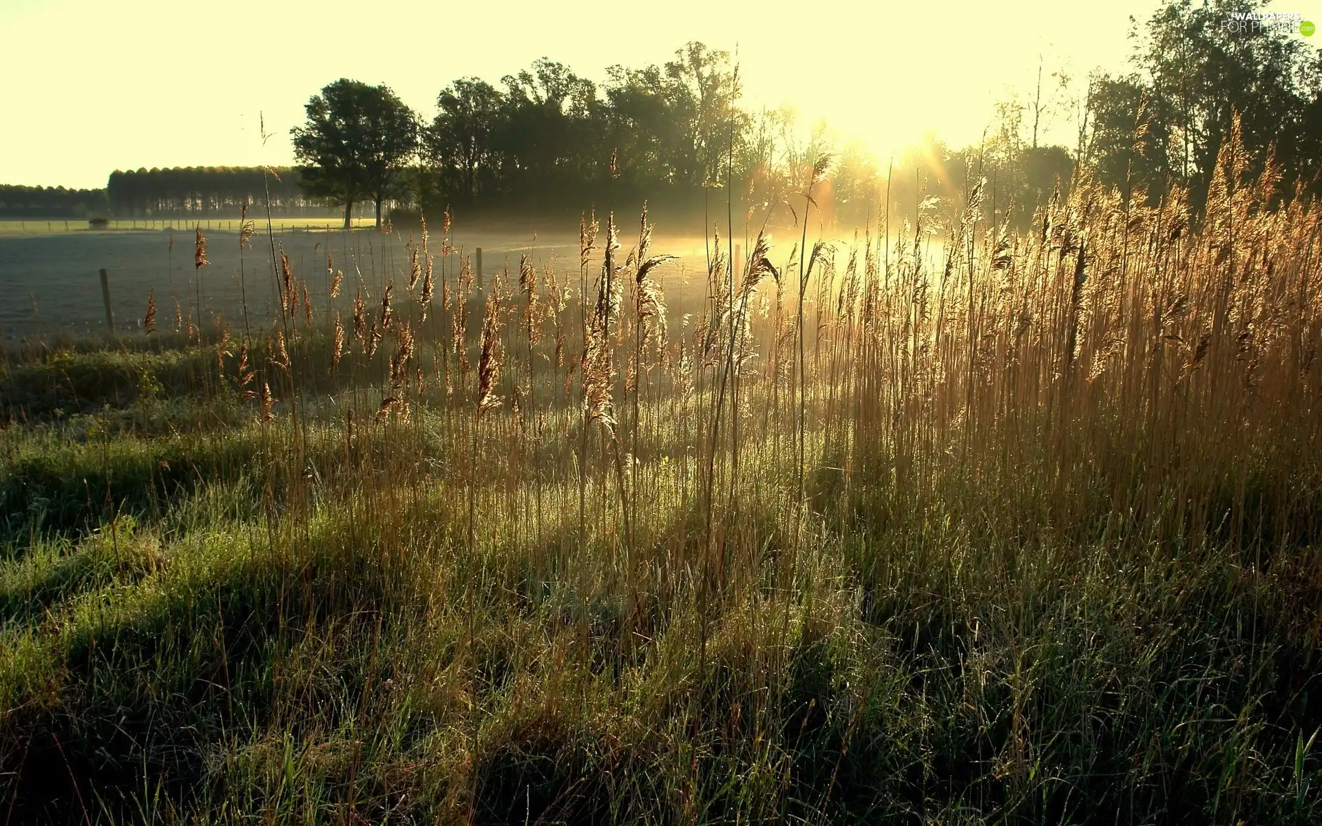lake, west, trees, viewes, cane, sun