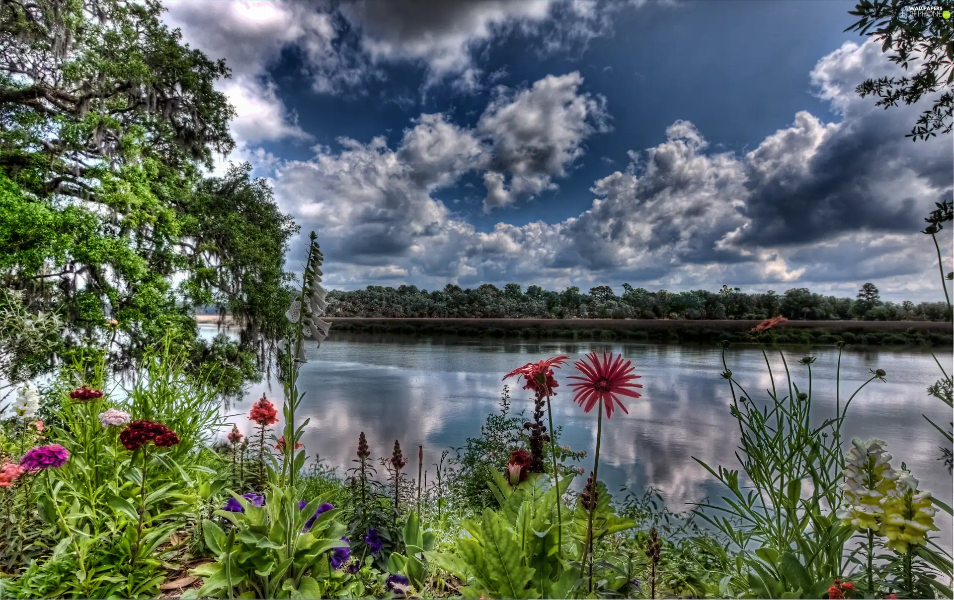trees, viewes, lake, Flowers, clouds