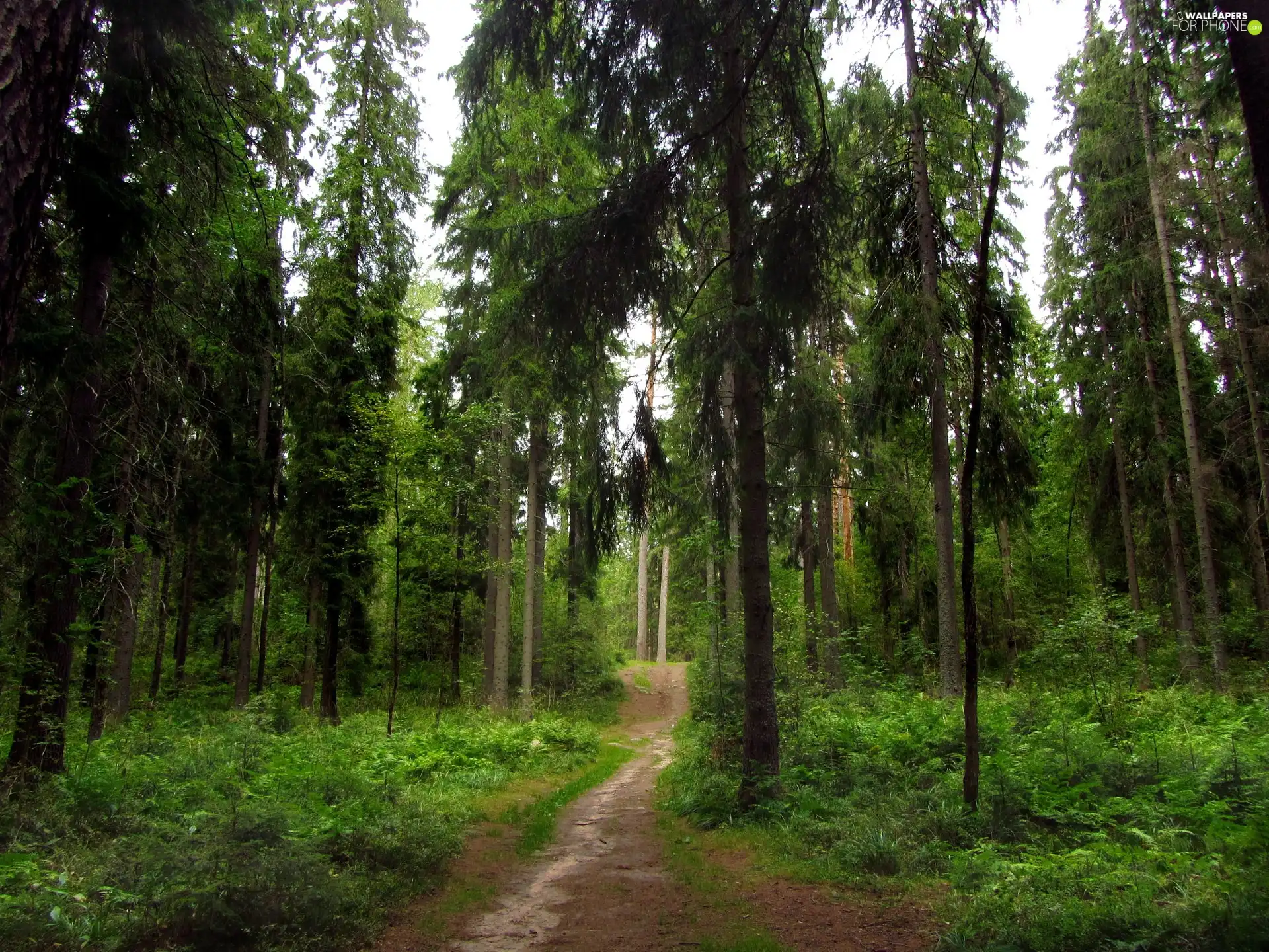 trees, viewes, Path, Way, forest