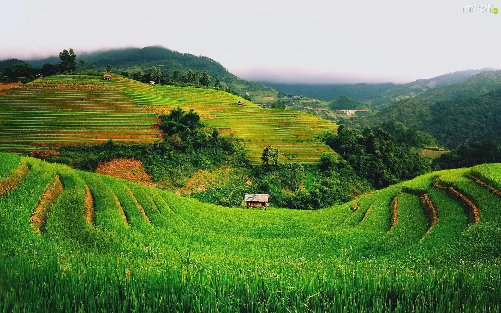 wood, Field, trees, viewes, hut, hills