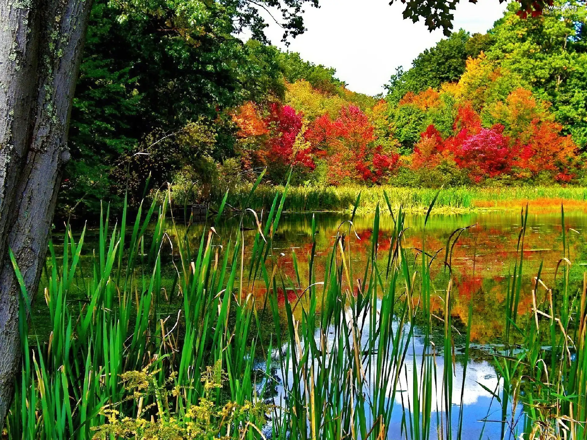 trees, viewes, rushes, Autumn, lake