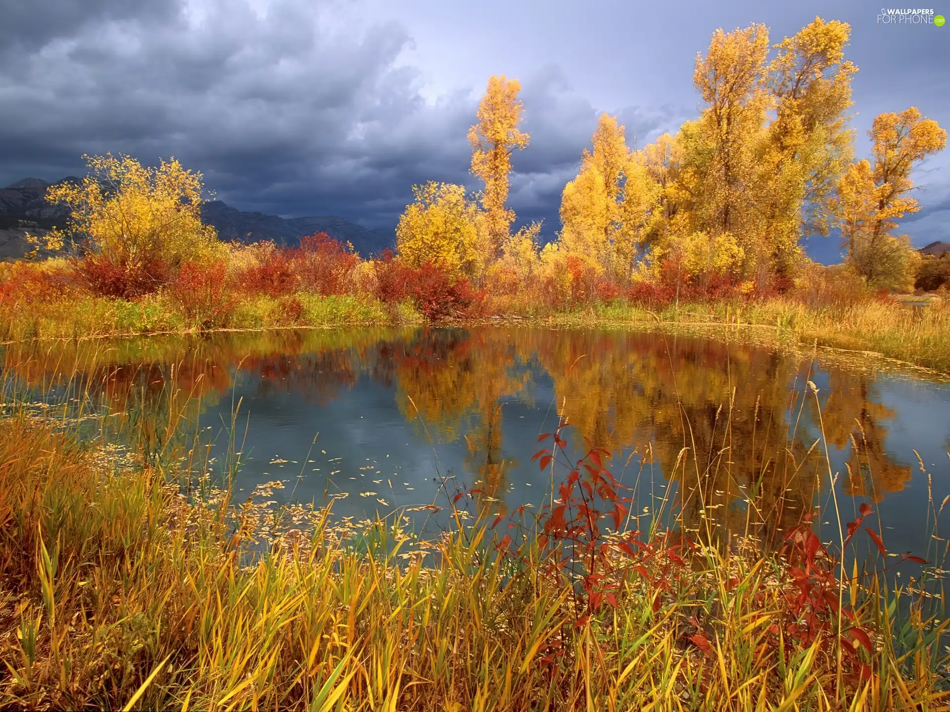 trees, viewes, autumn, Golden, lake