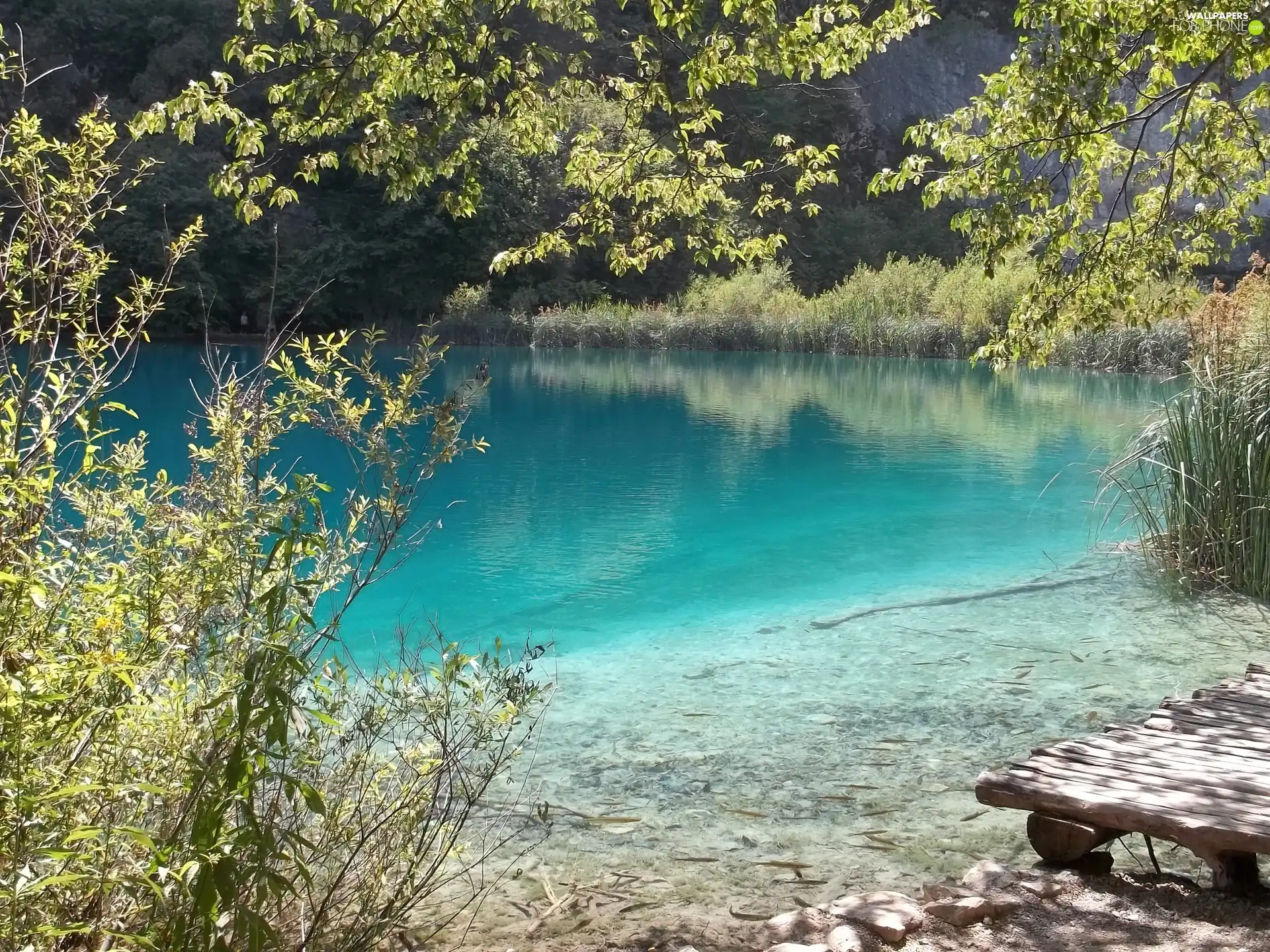 trees, viewes, fishes, podium, lake