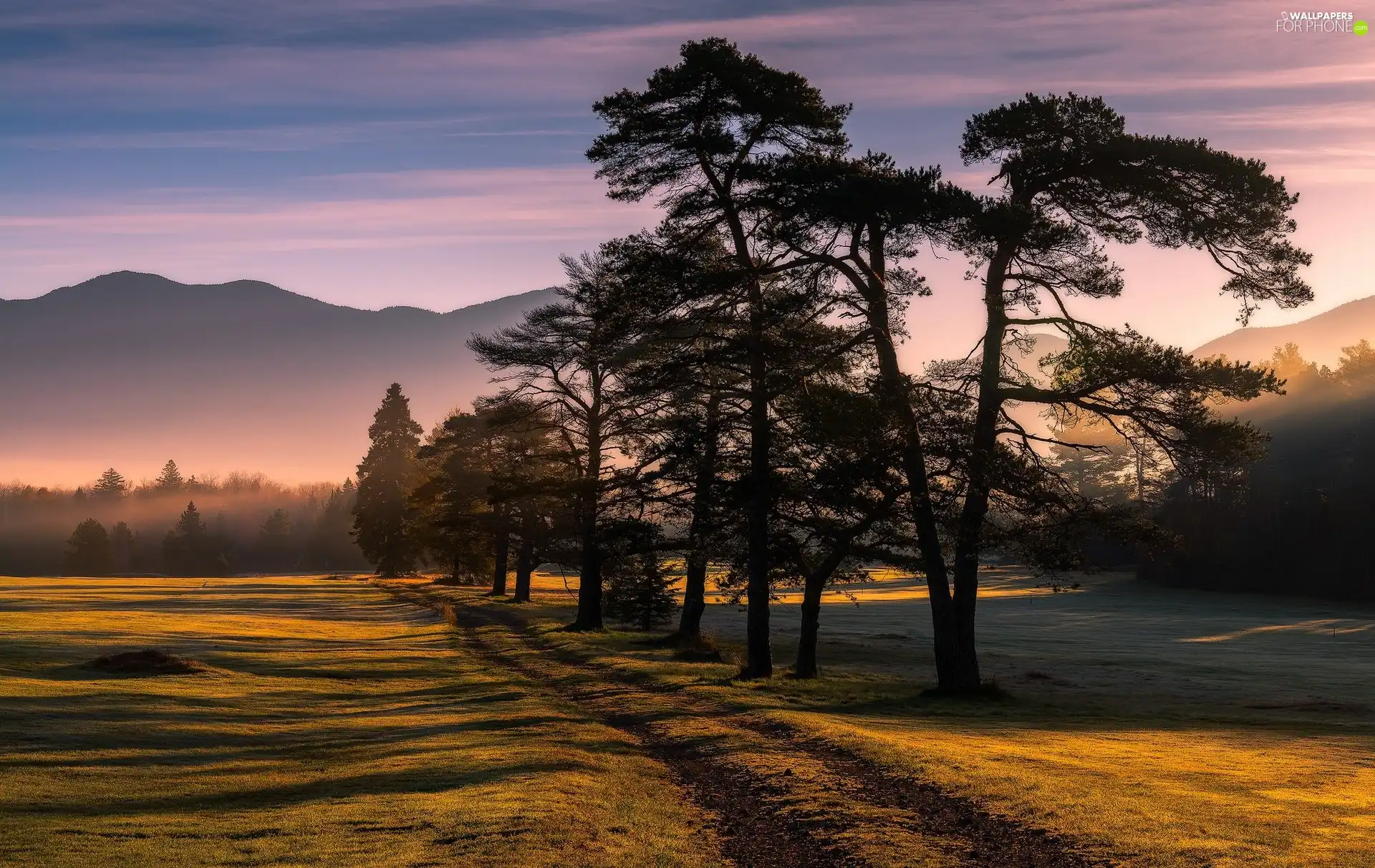 Way, morning, trees, viewes, medows, Sunrise