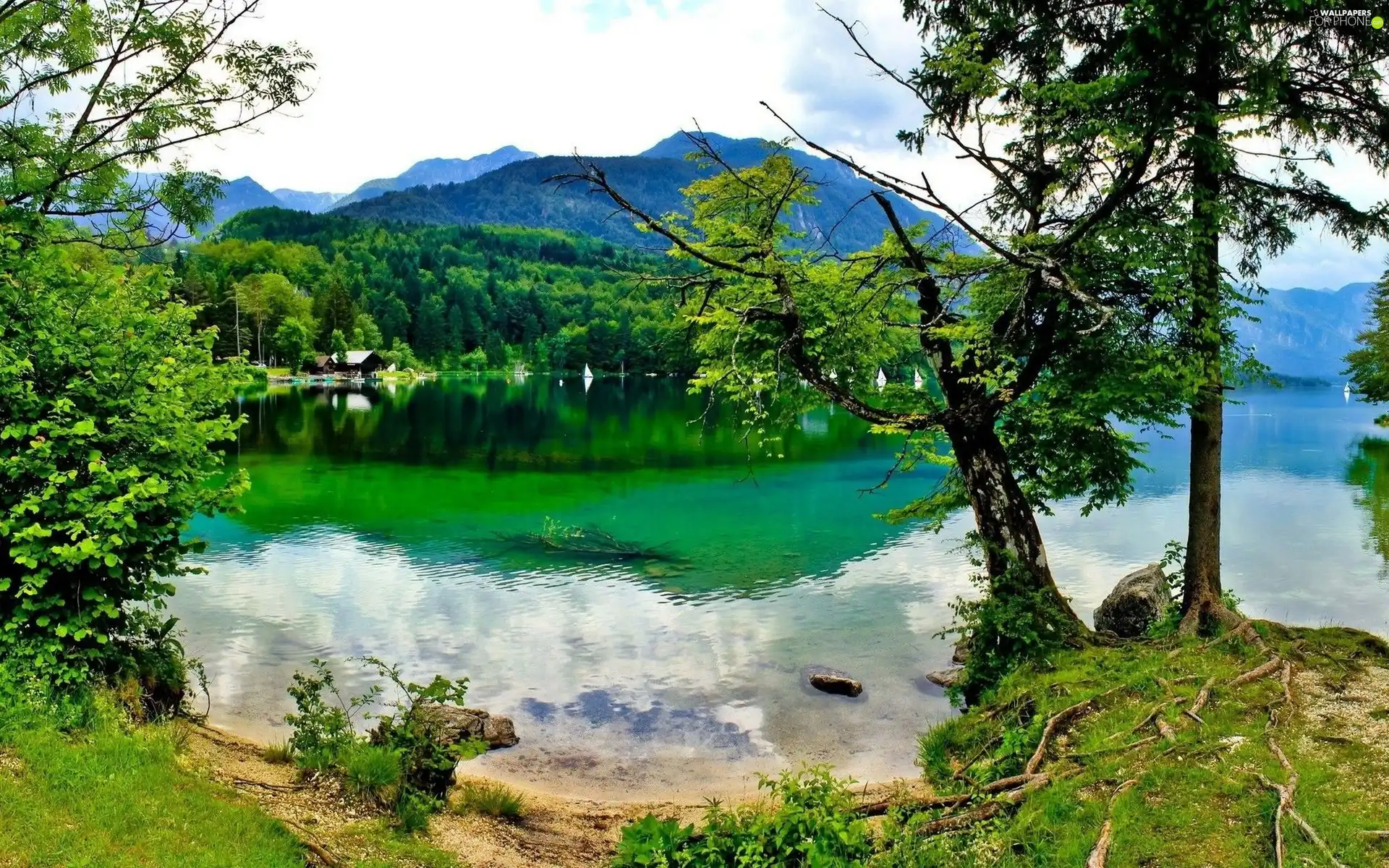 trees, viewes, lake, coast, Mountains