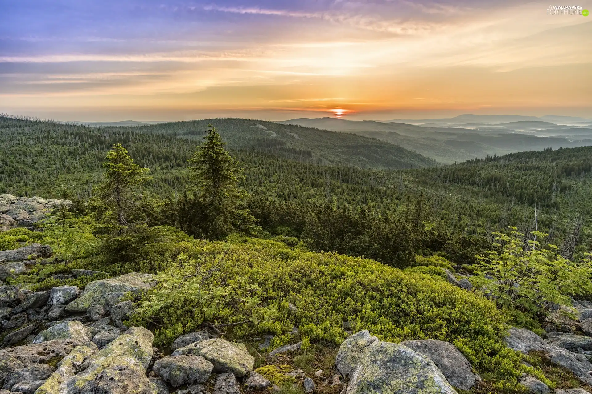 trees, rays of the Sun, woods, rocks, Mountains, viewes, graphics