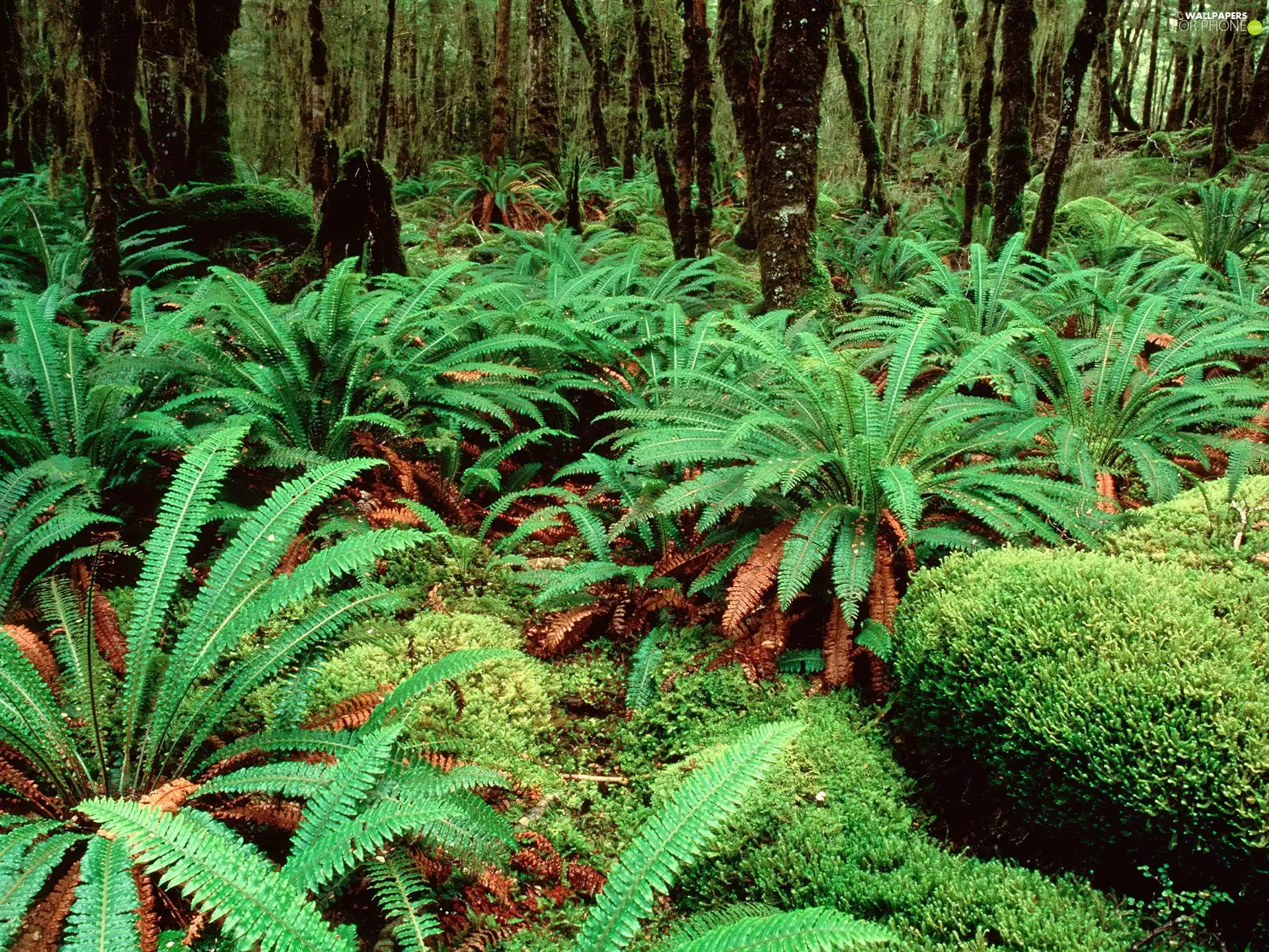 viewes, Bush, green ones, trees, New Zeland