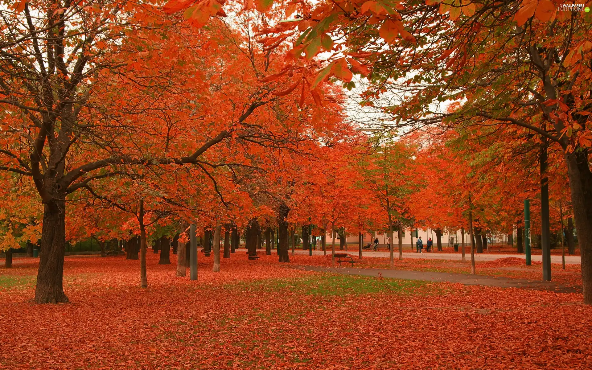 trees, viewes, autumn, Bench, Park