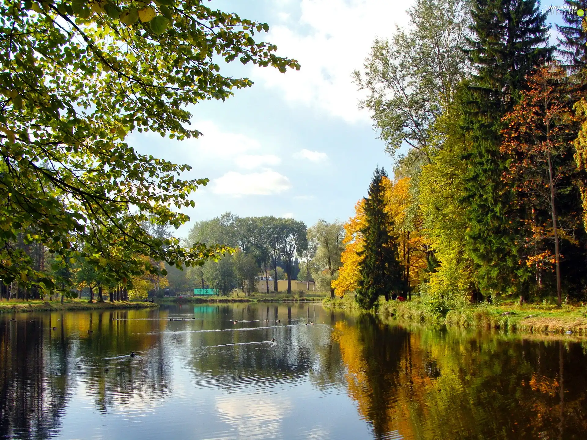 trees, viewes, autumn, lake, Park