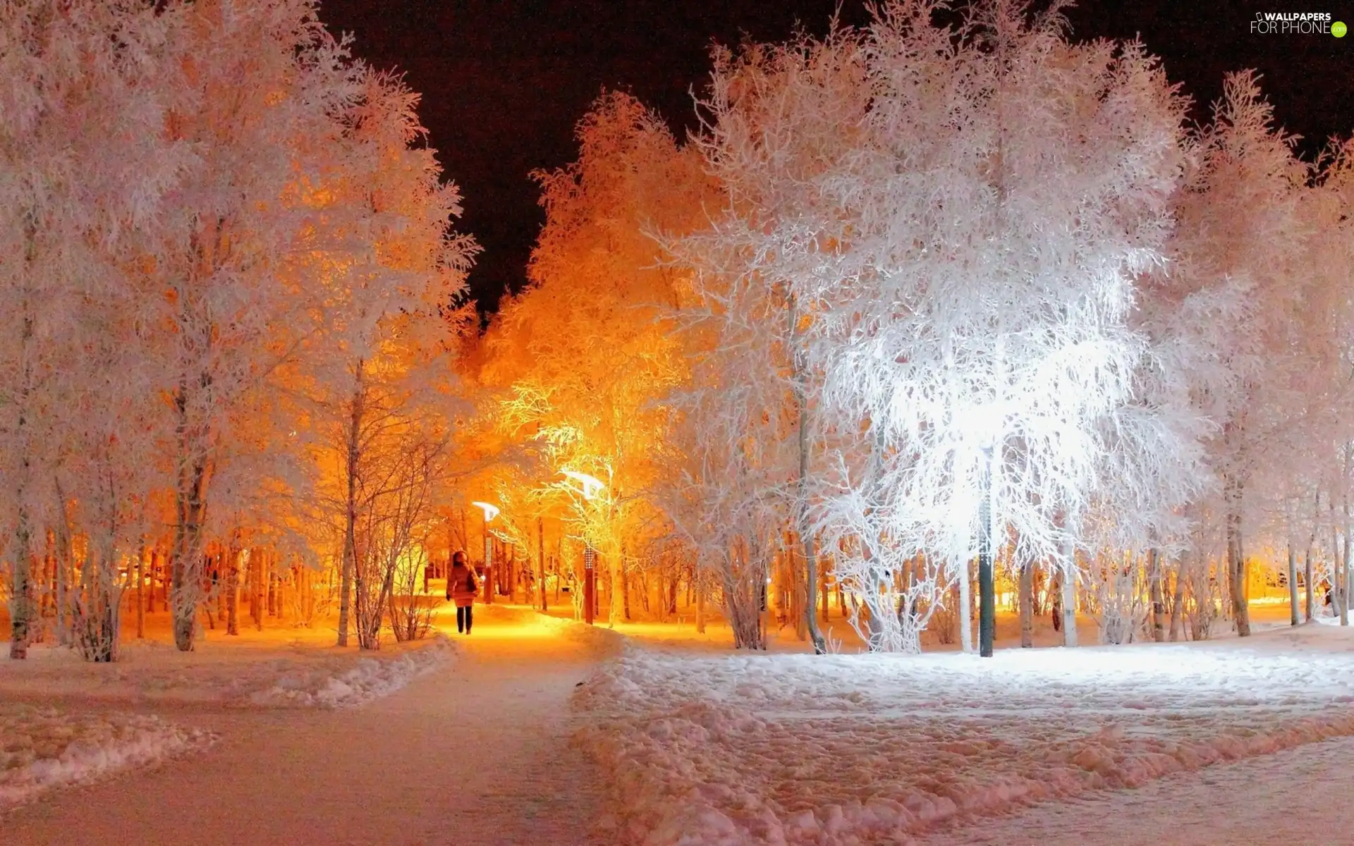 trees, viewes, winter, White, Park