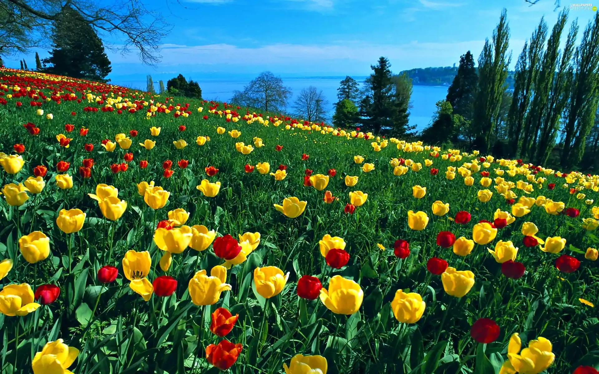 yellow, Field, trees, viewes, red, tulips