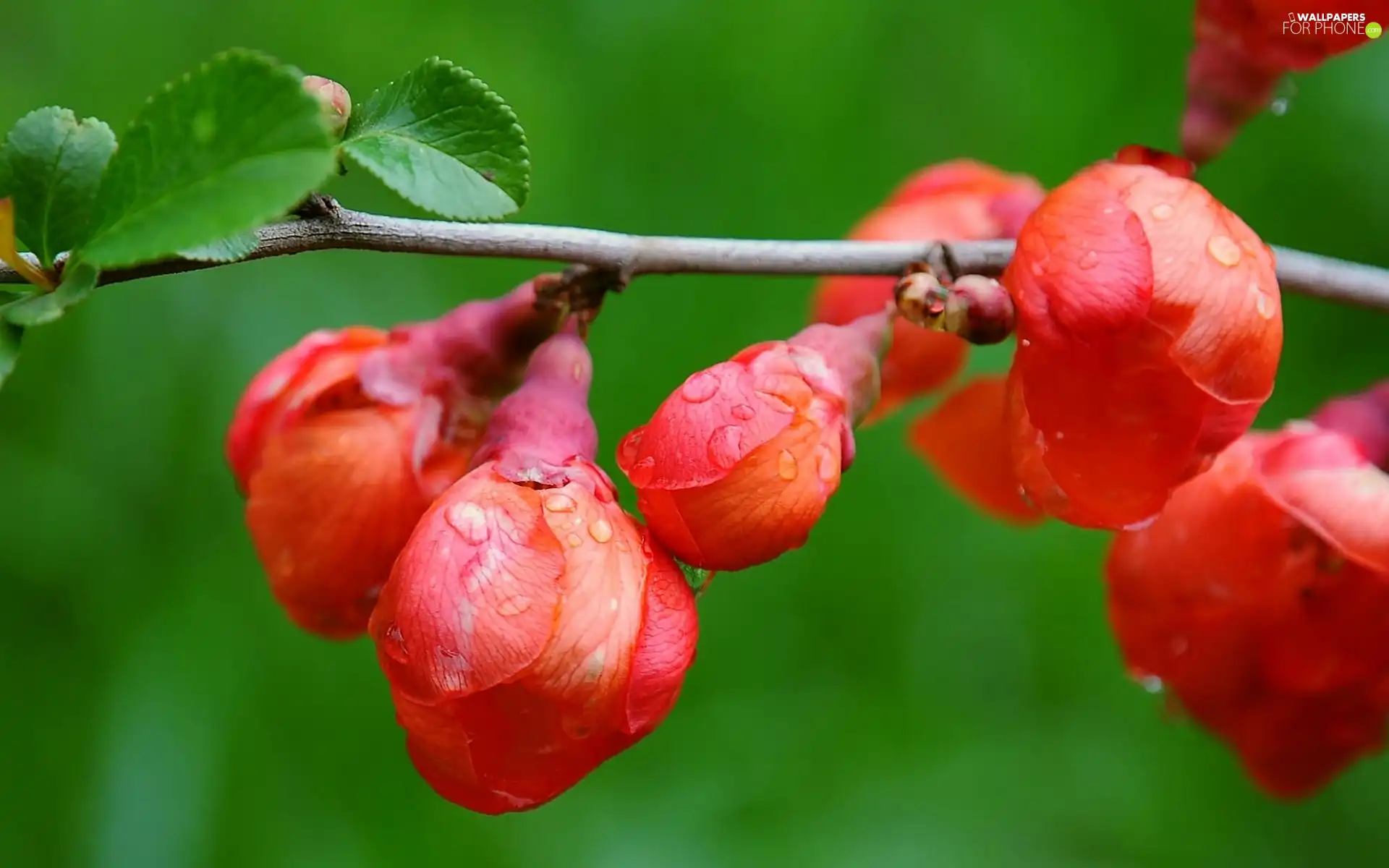 trees, viewes, Flowers, fruit, Red
