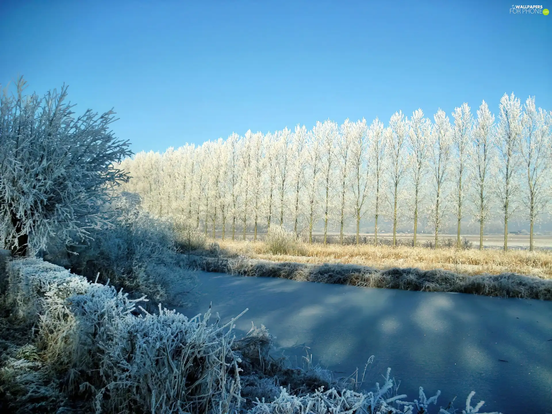 trees, viewes, frosty, Bush, River