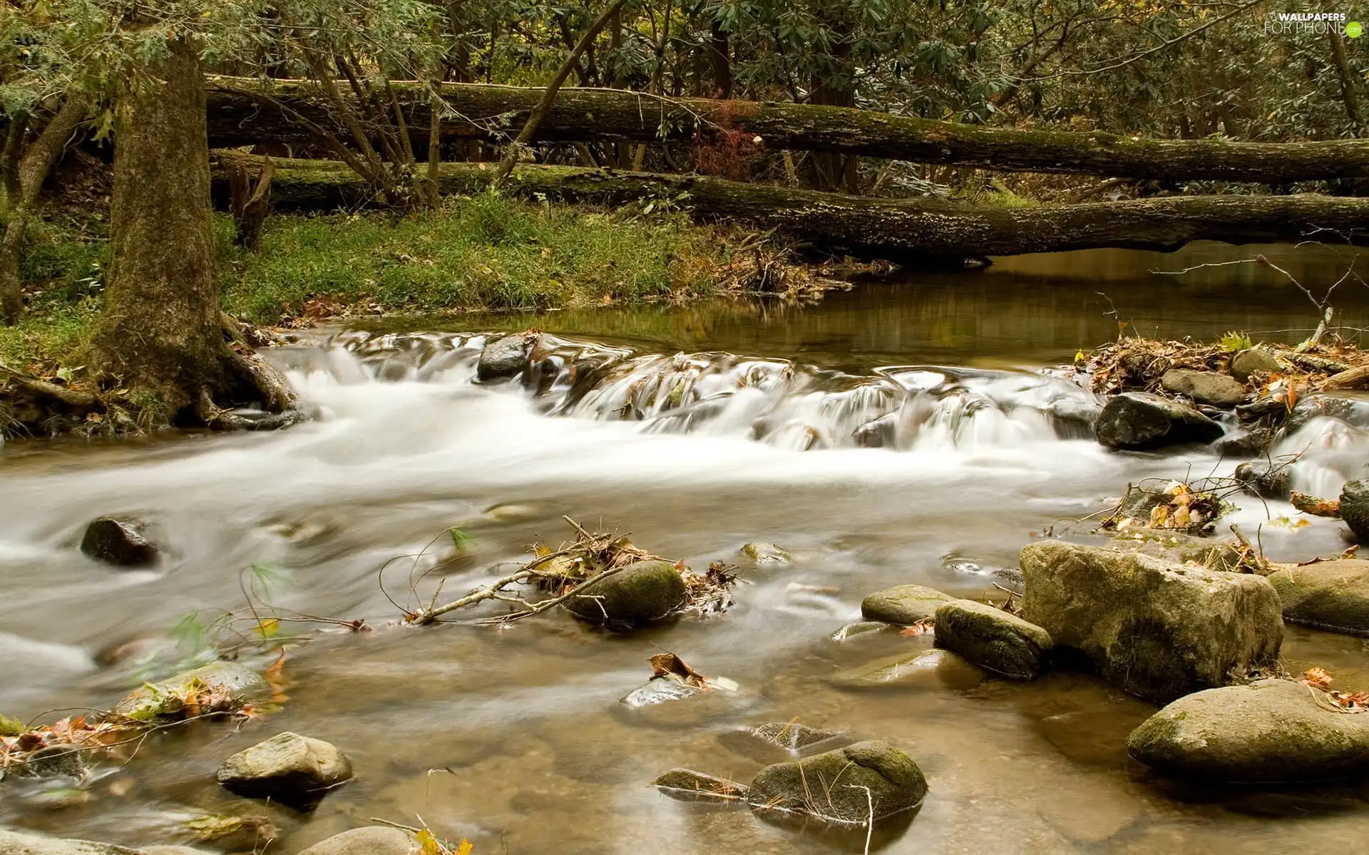 trees, viewes, Stones, fallen, River