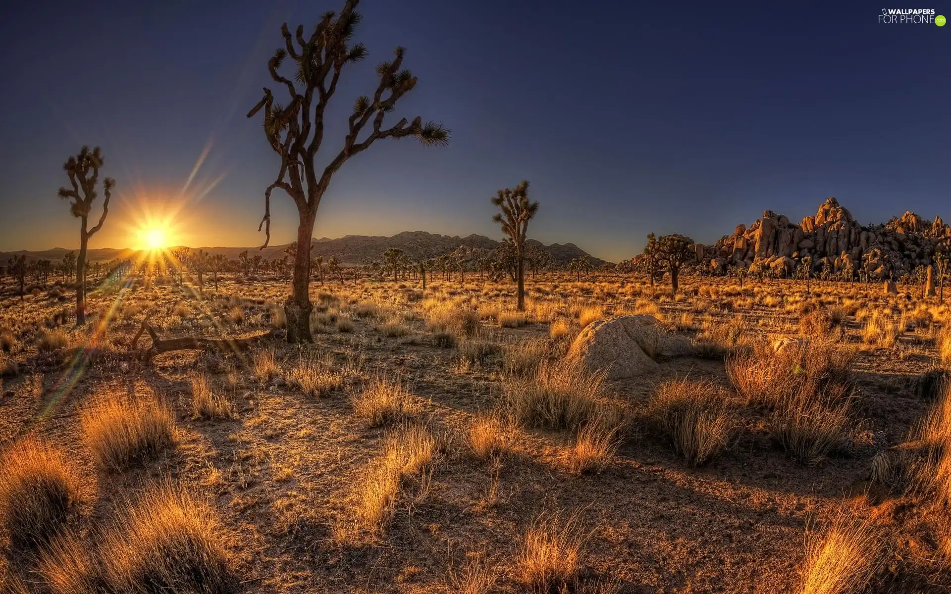 rays, west, trees, viewes, rocks, sun