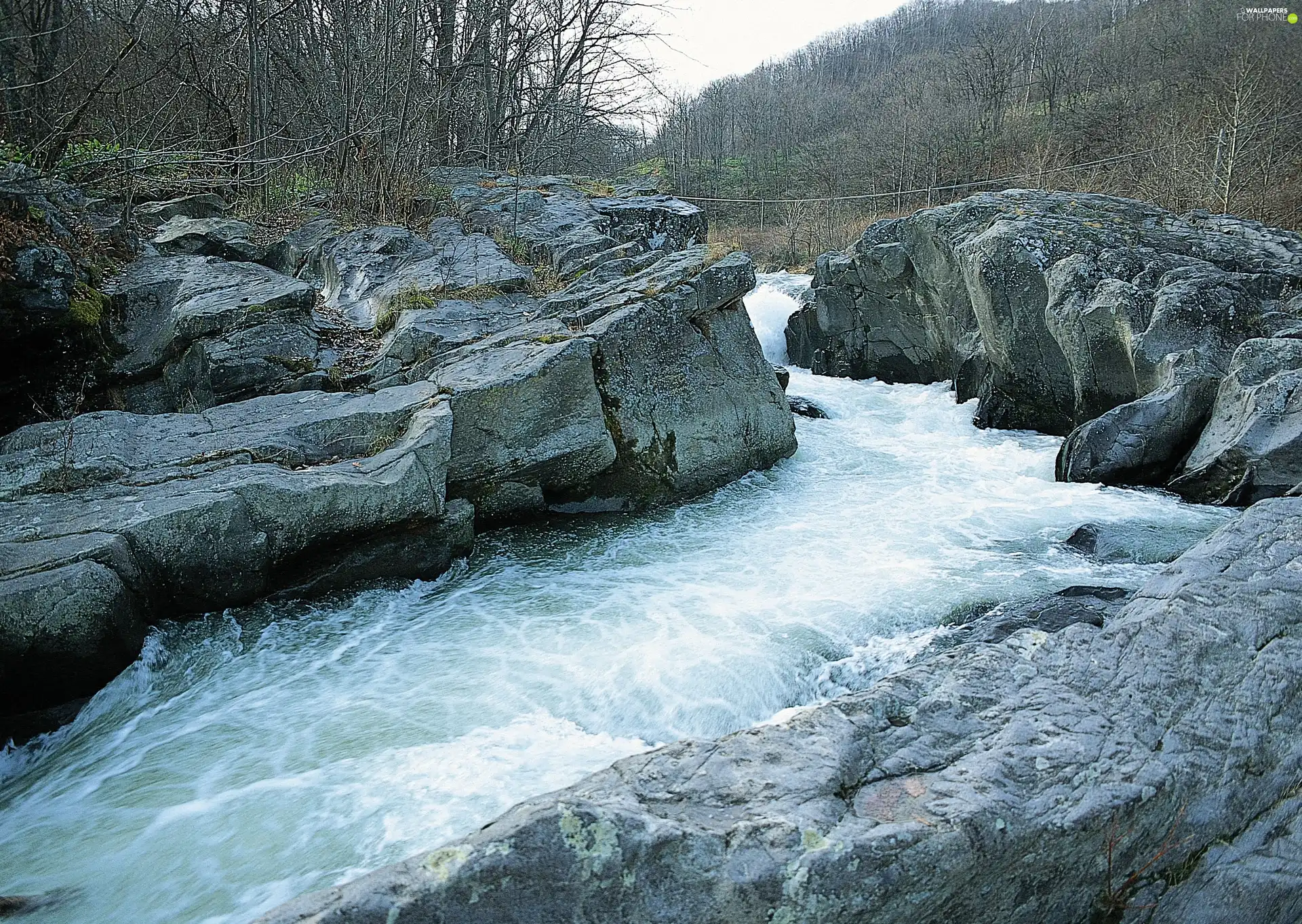 trees, viewes, River, rocks, tear