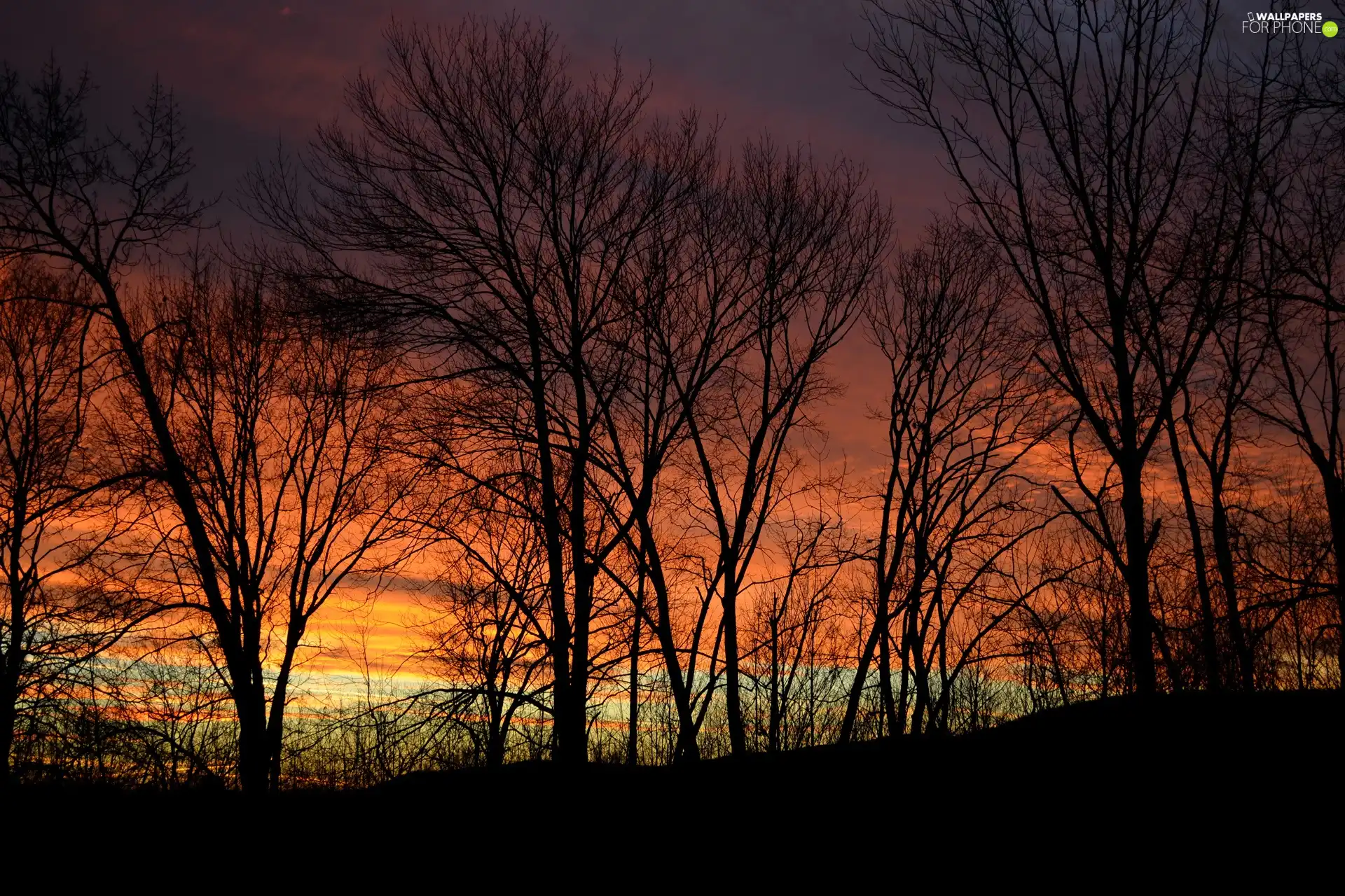 trees, viewes, sun, dry, west