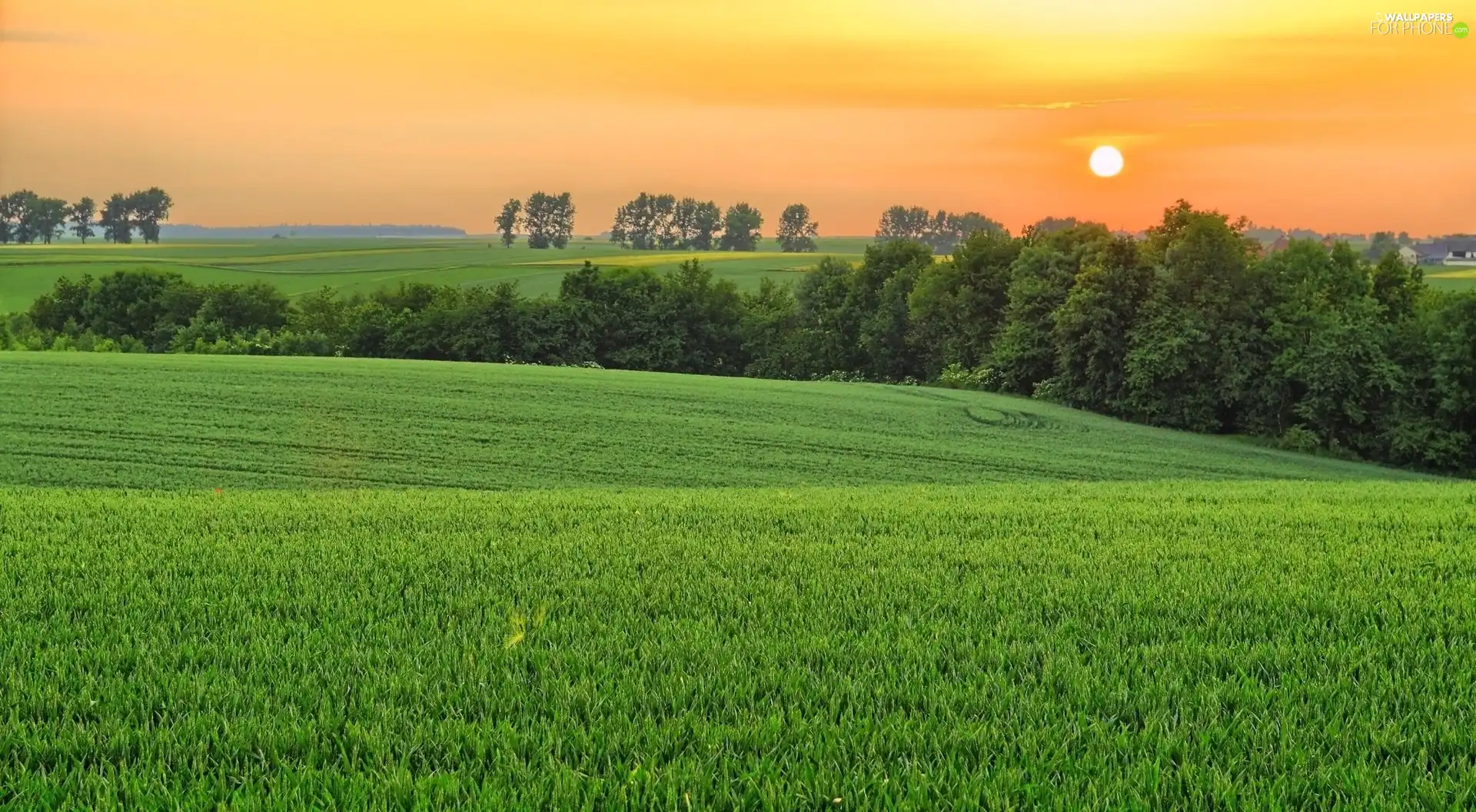 trees, viewes, sun, field, west