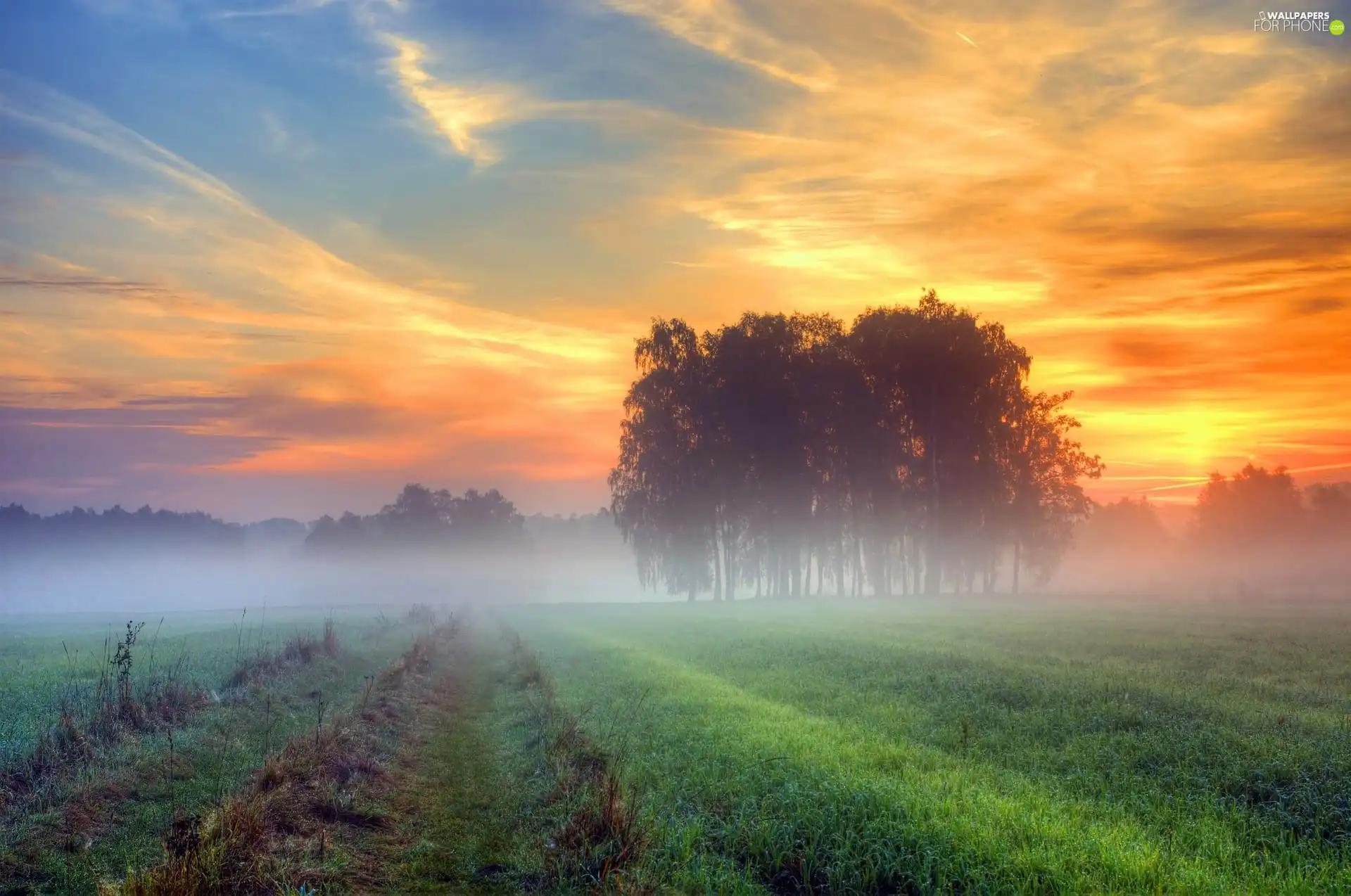 trees, viewes, sun, Fog, west