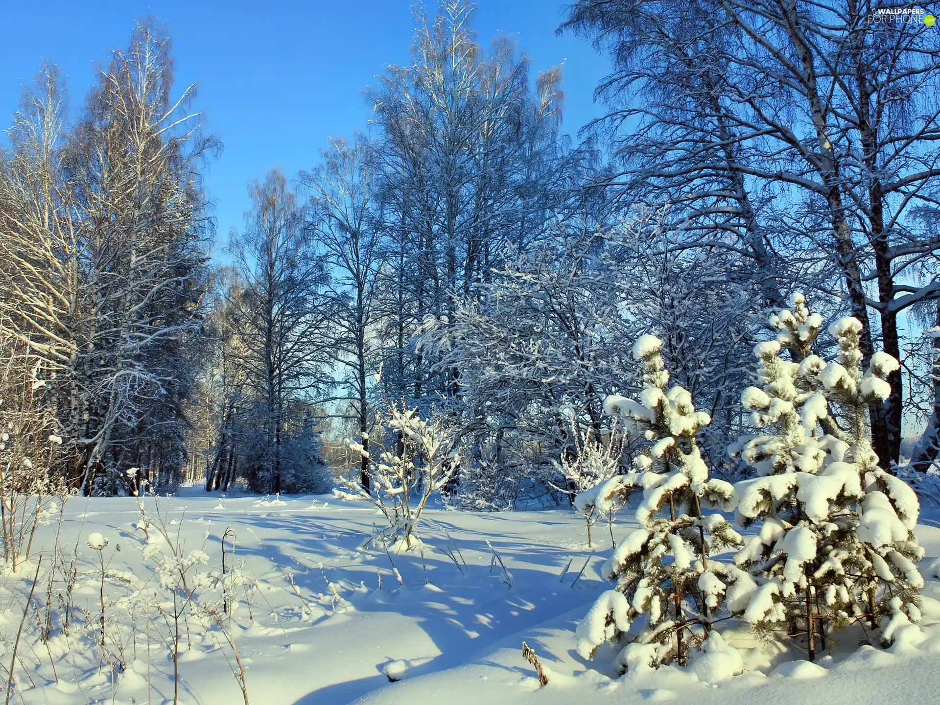 trees, viewes, Christmas, frosty, winter