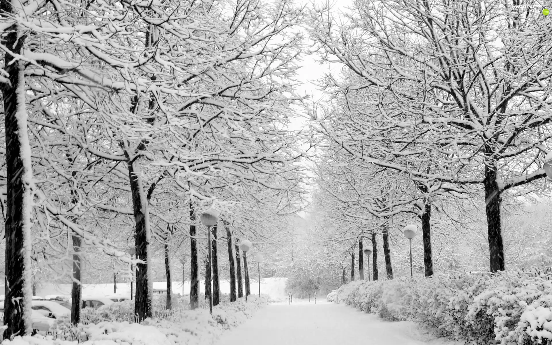 trees, viewes, lane, Snowy, winter
