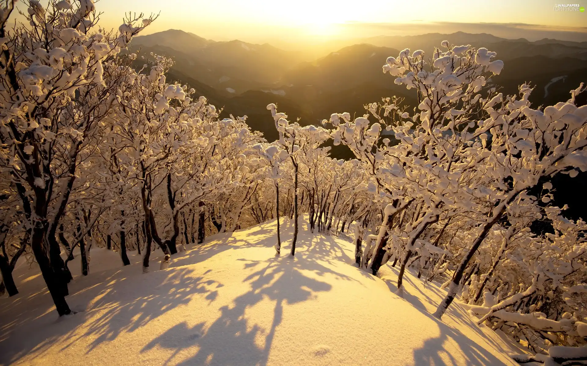 trees, viewes, Mountains, Snowy, winter