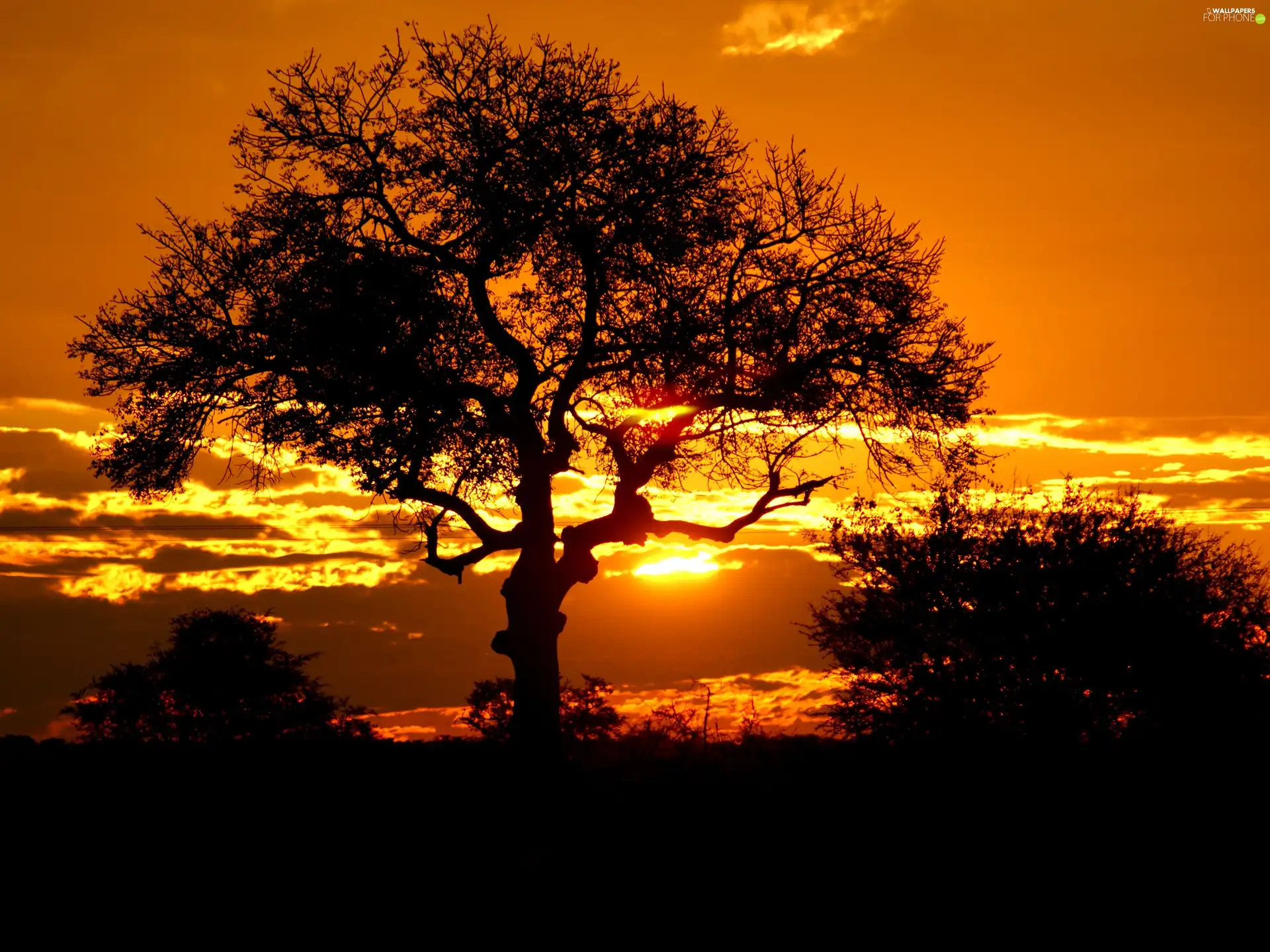 trees, Africa, west