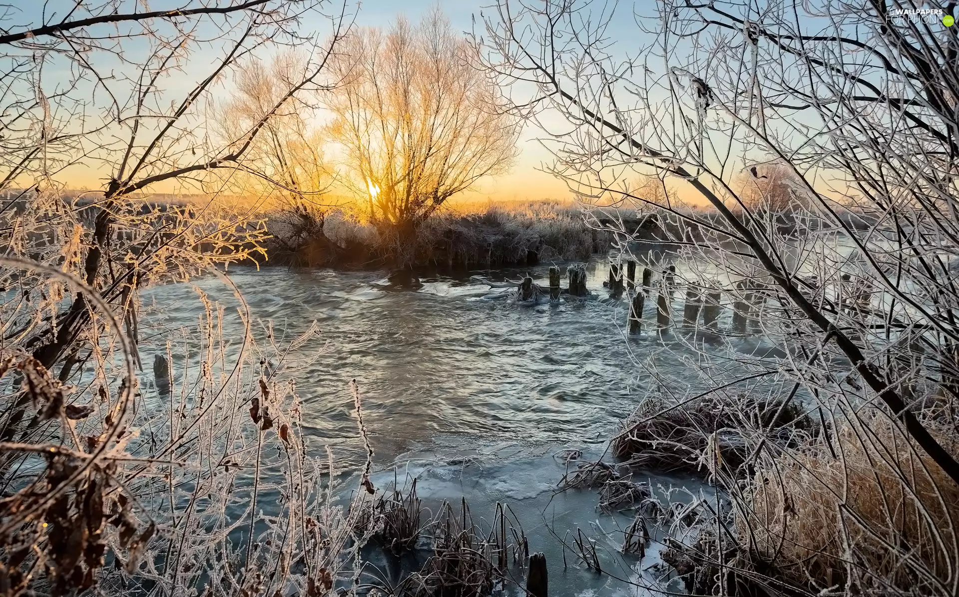 trees, viewes, Great Sunsets, Plants, Pins, River, winter, White frost