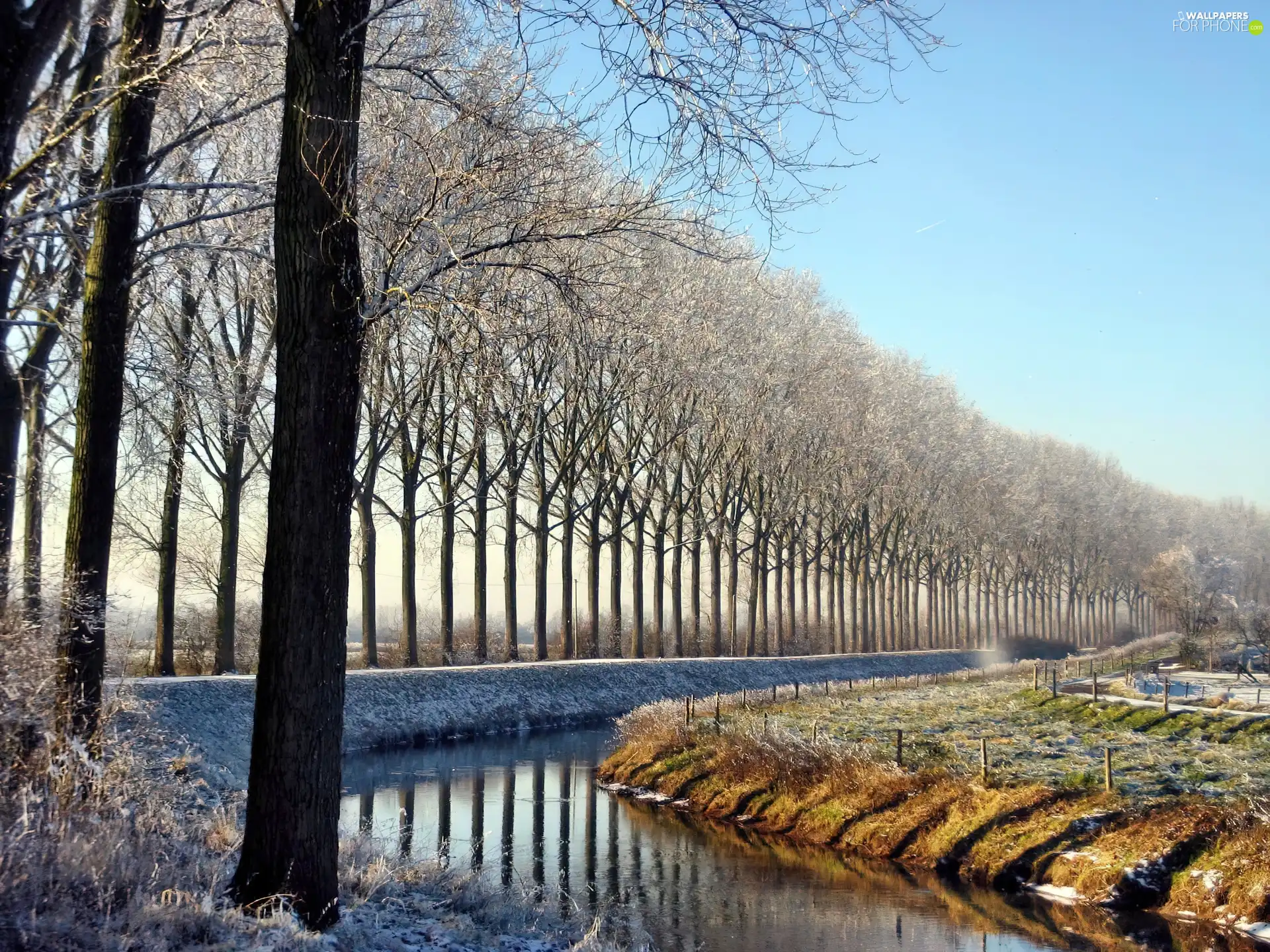 winter, hedge, trees, brook