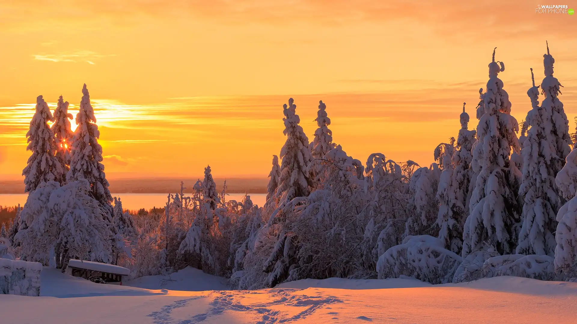 winter, viewes, Snowy, trees