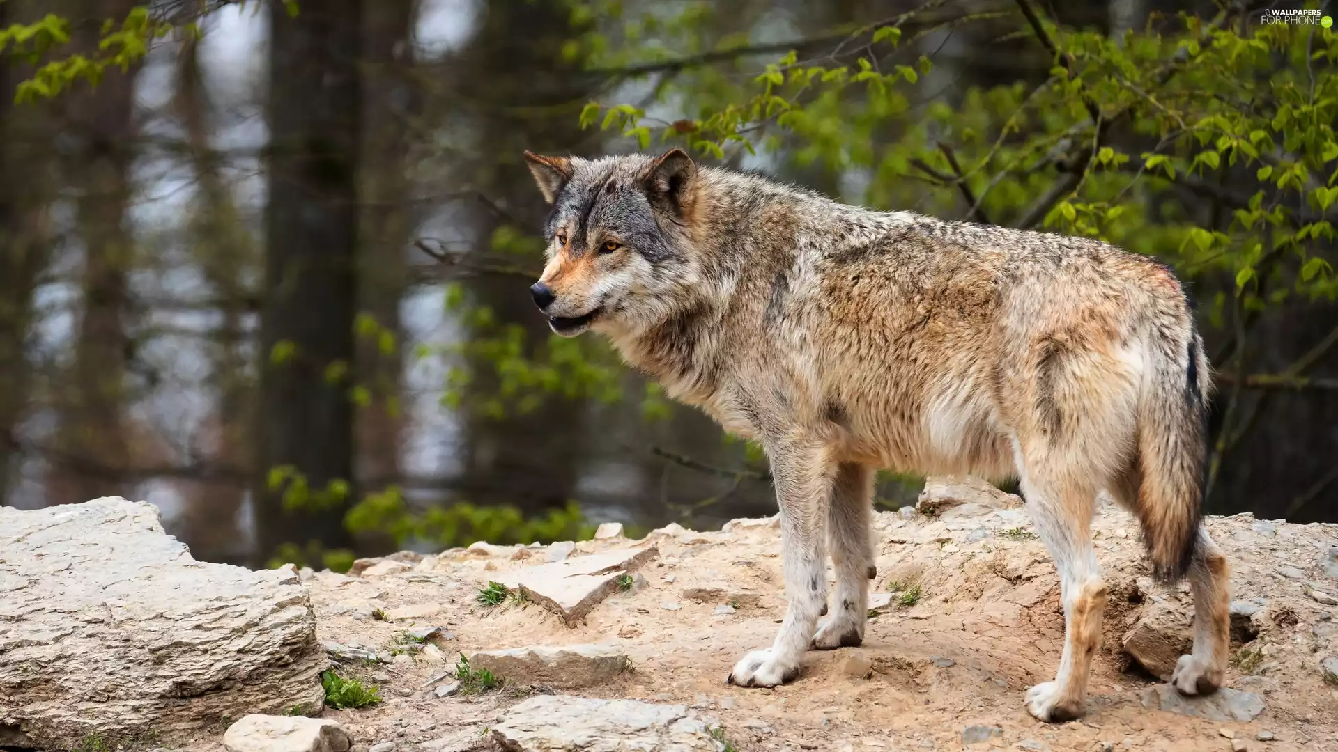 Wolf, viewes, forest, trees