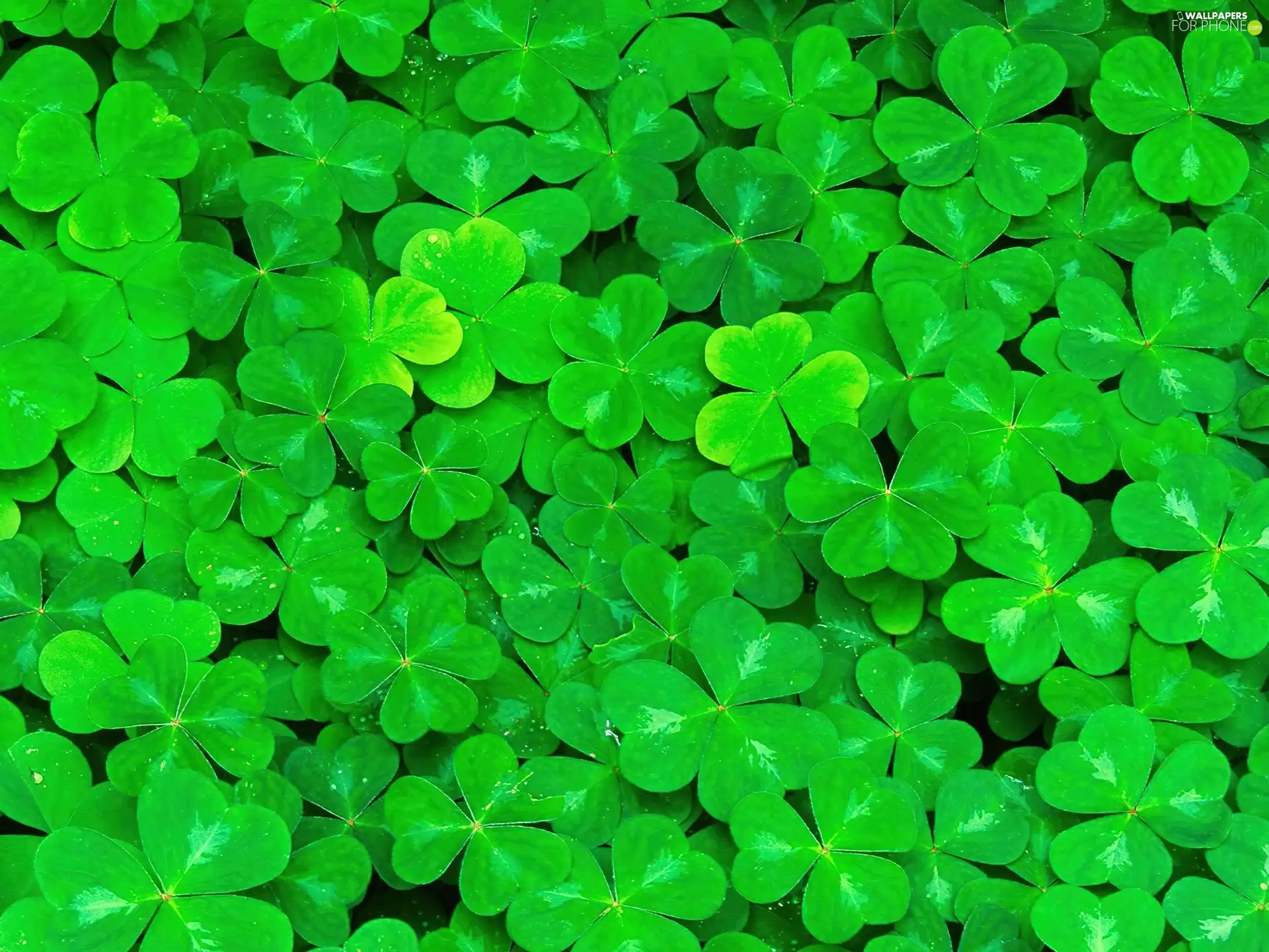 Green, trefoil