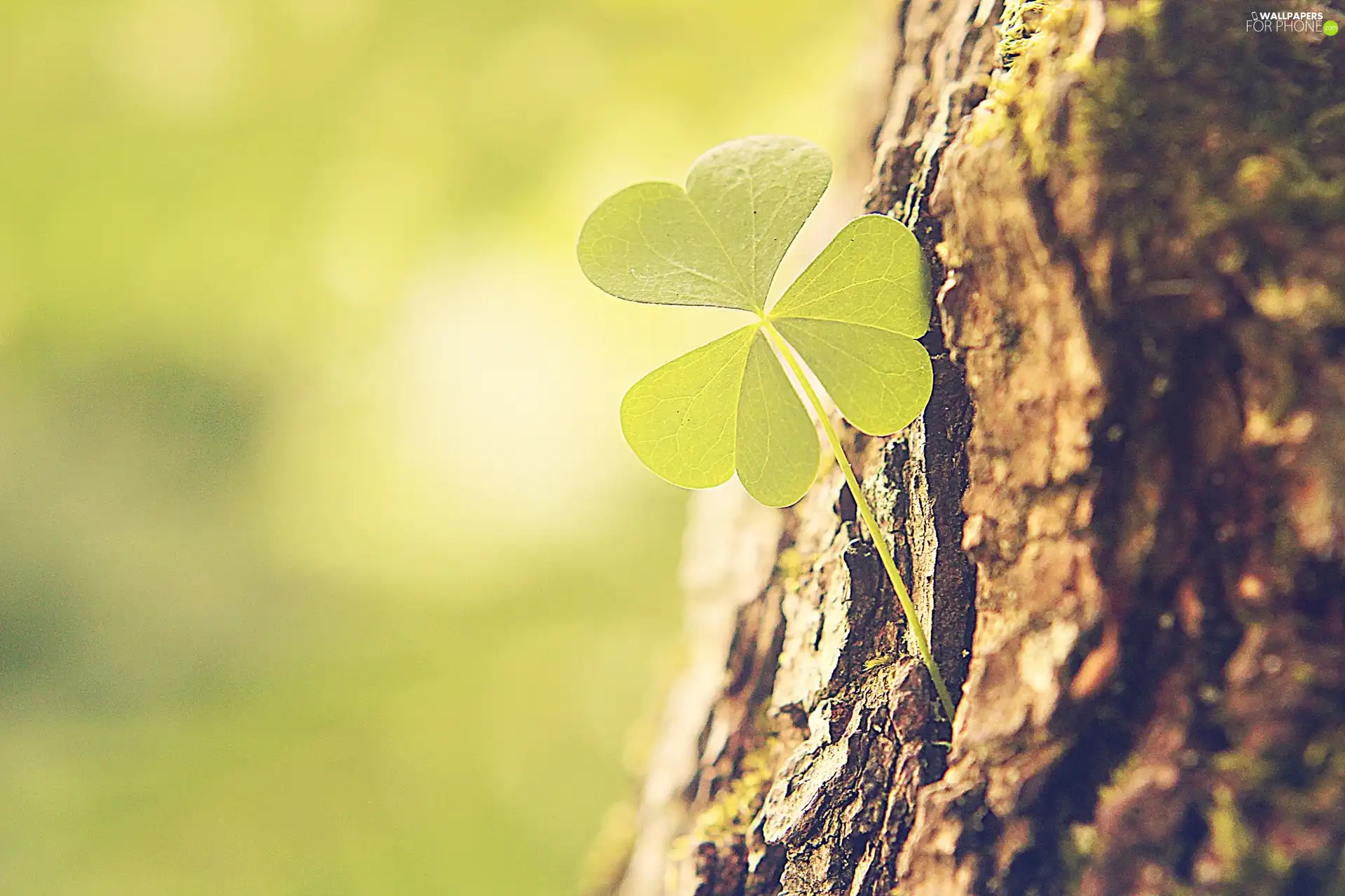 trees, three Leaf, trefoil
