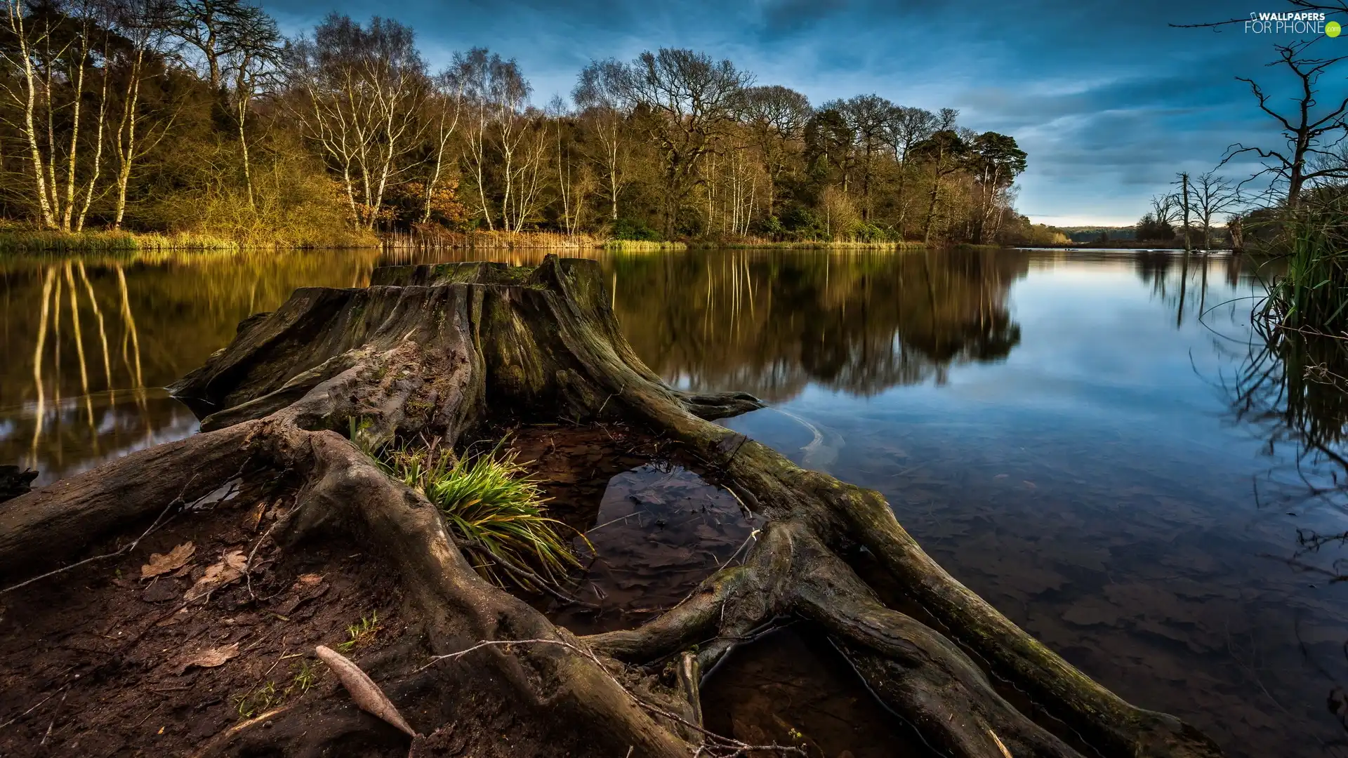 trunk, River, coast