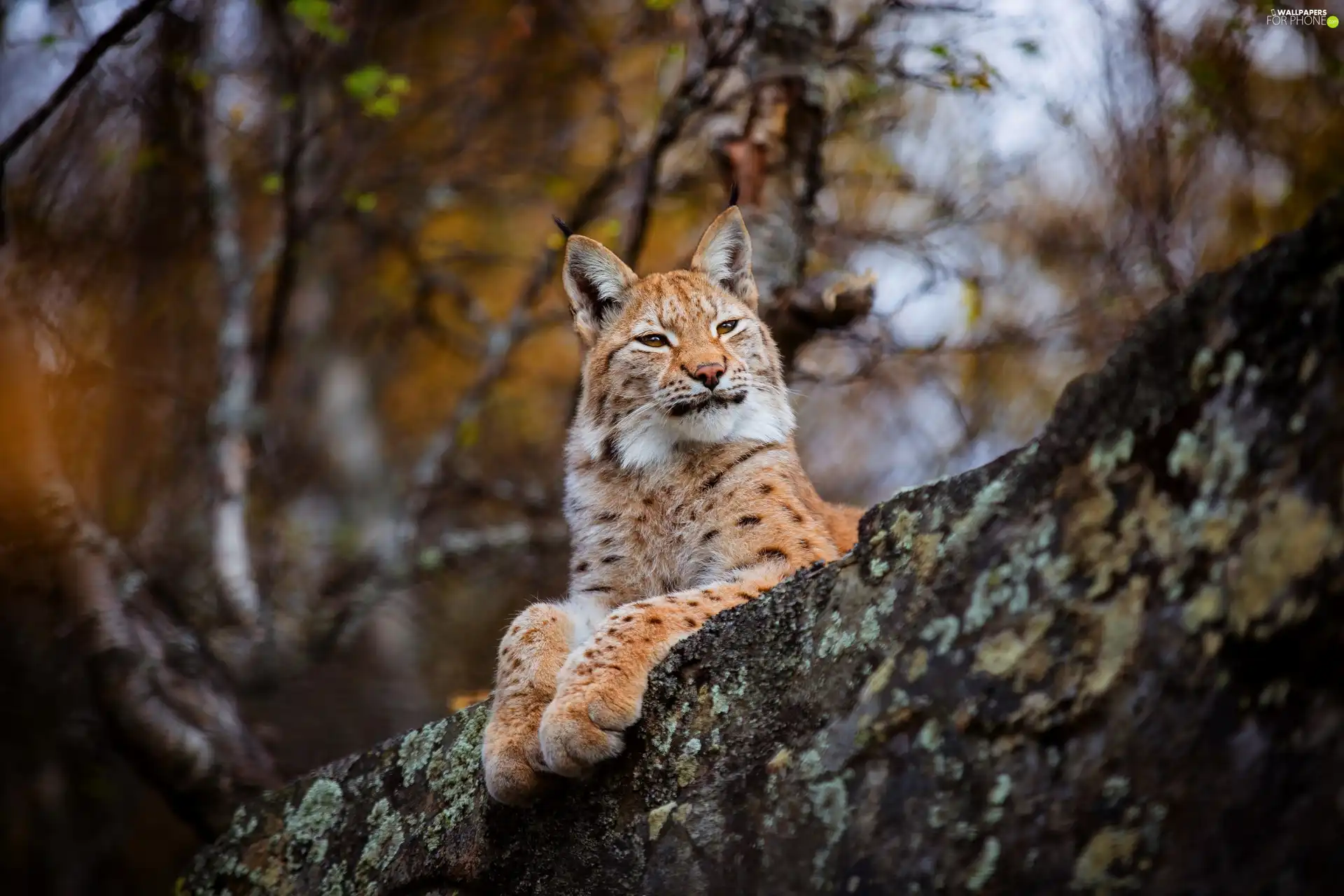 trunk, Lynx, trees