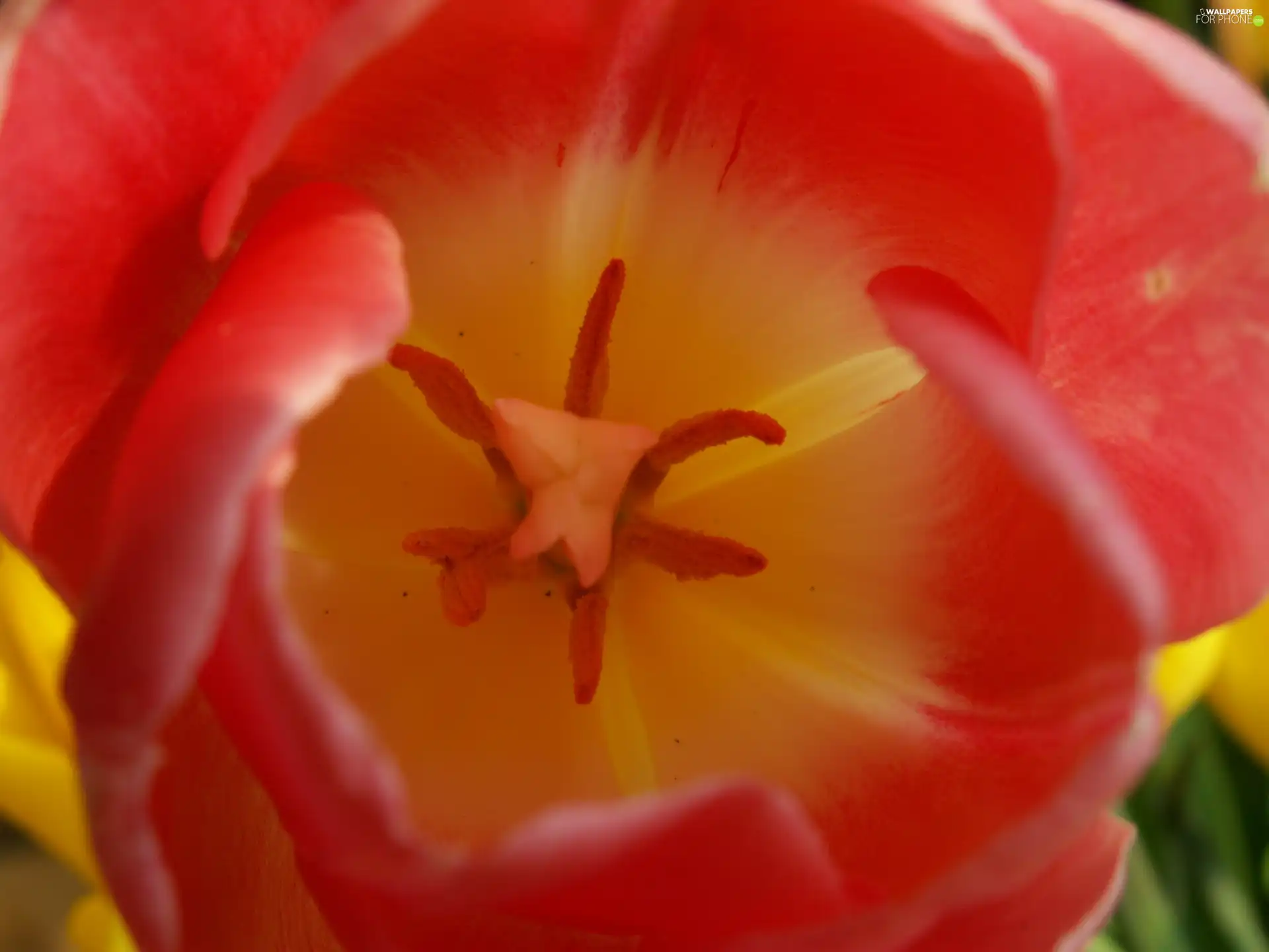 tulip