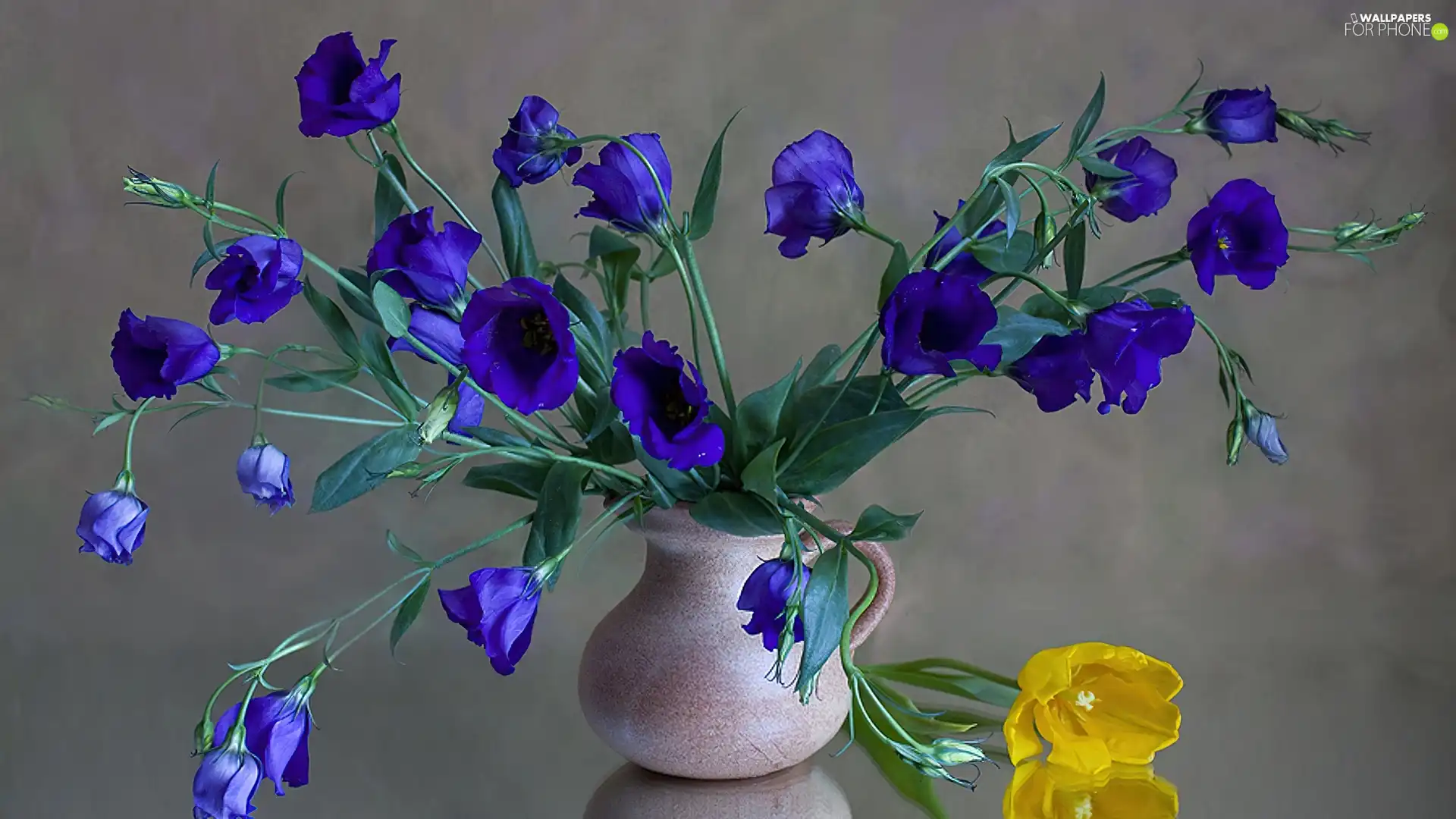 Blue, Yellow, tulip, Flowers