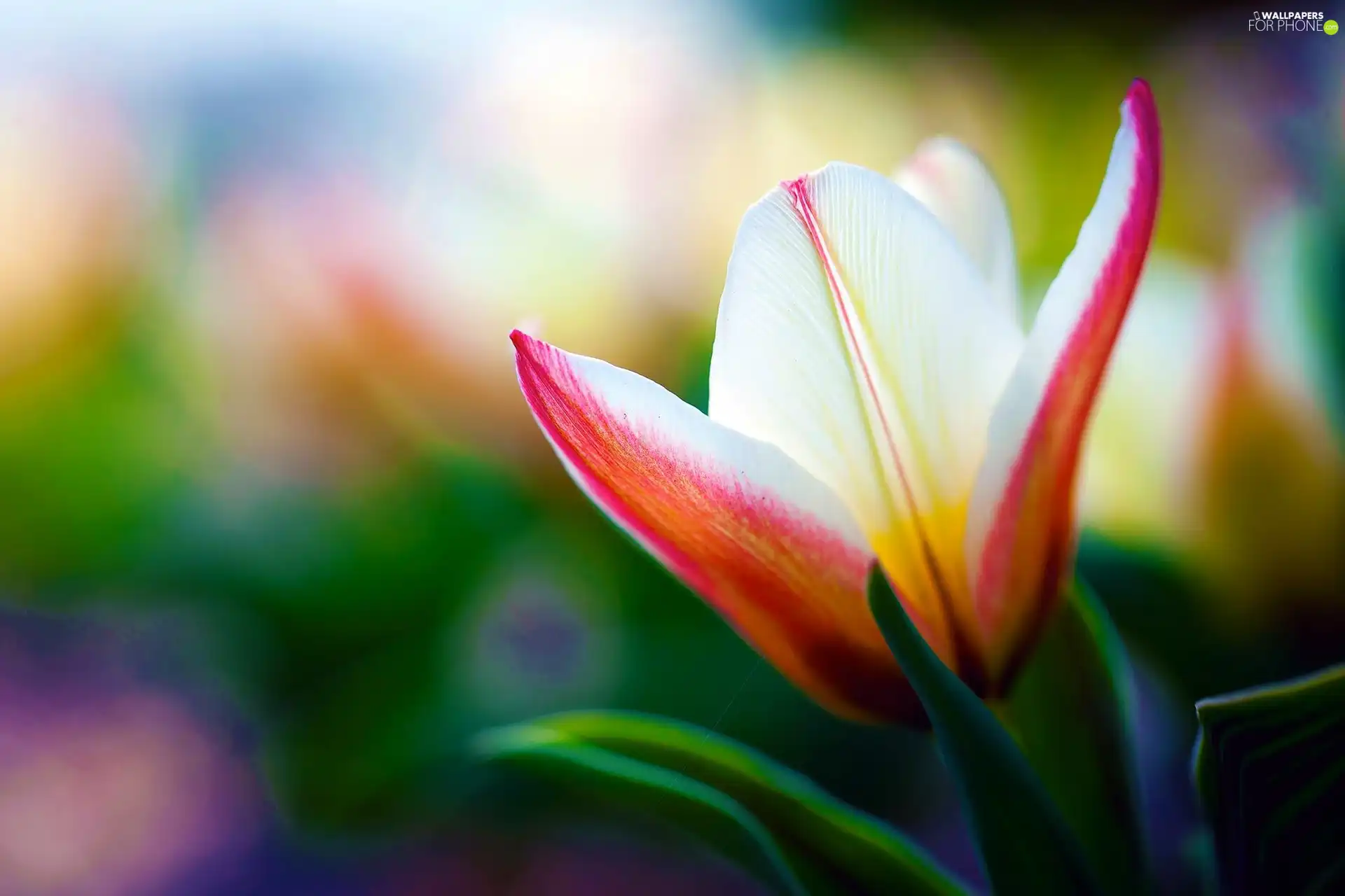 color, tulip