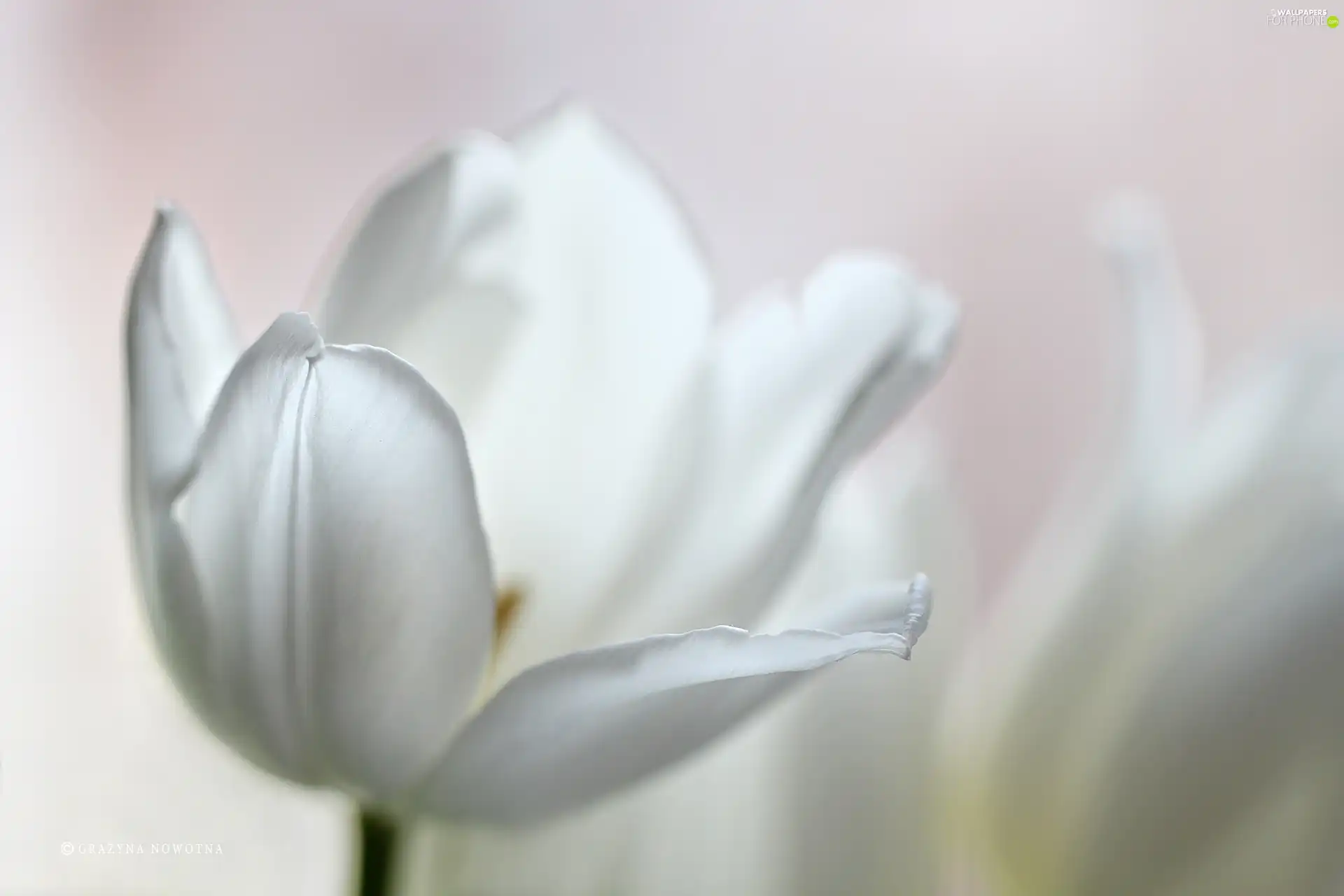 Colourfull Flowers, White, tulip