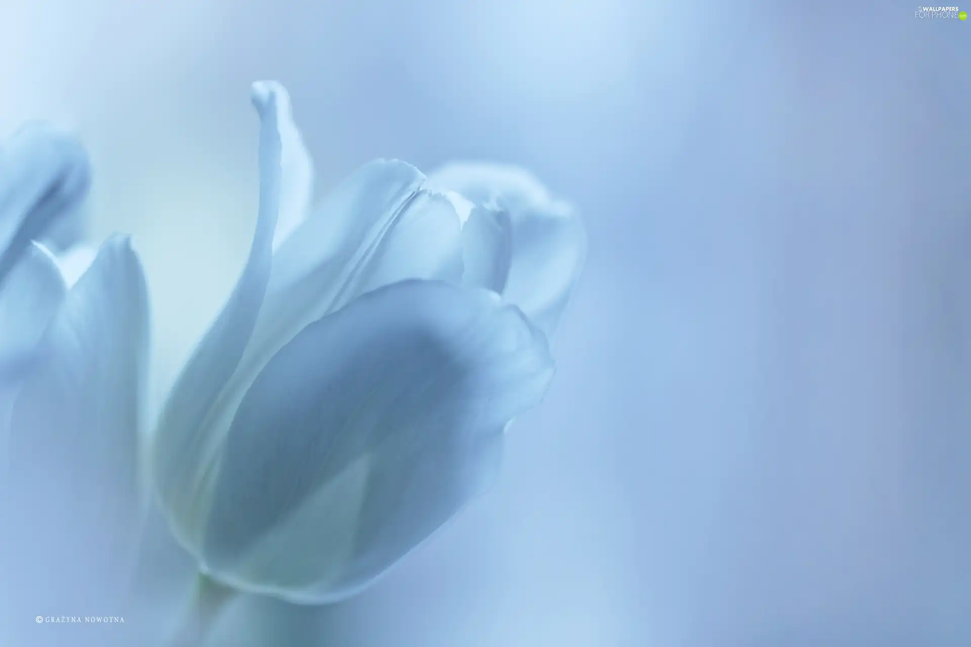 Colourfull Flowers, White, tulip