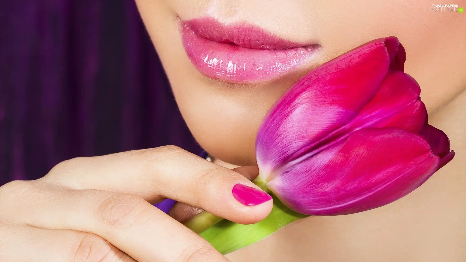 tulip, Women, hand