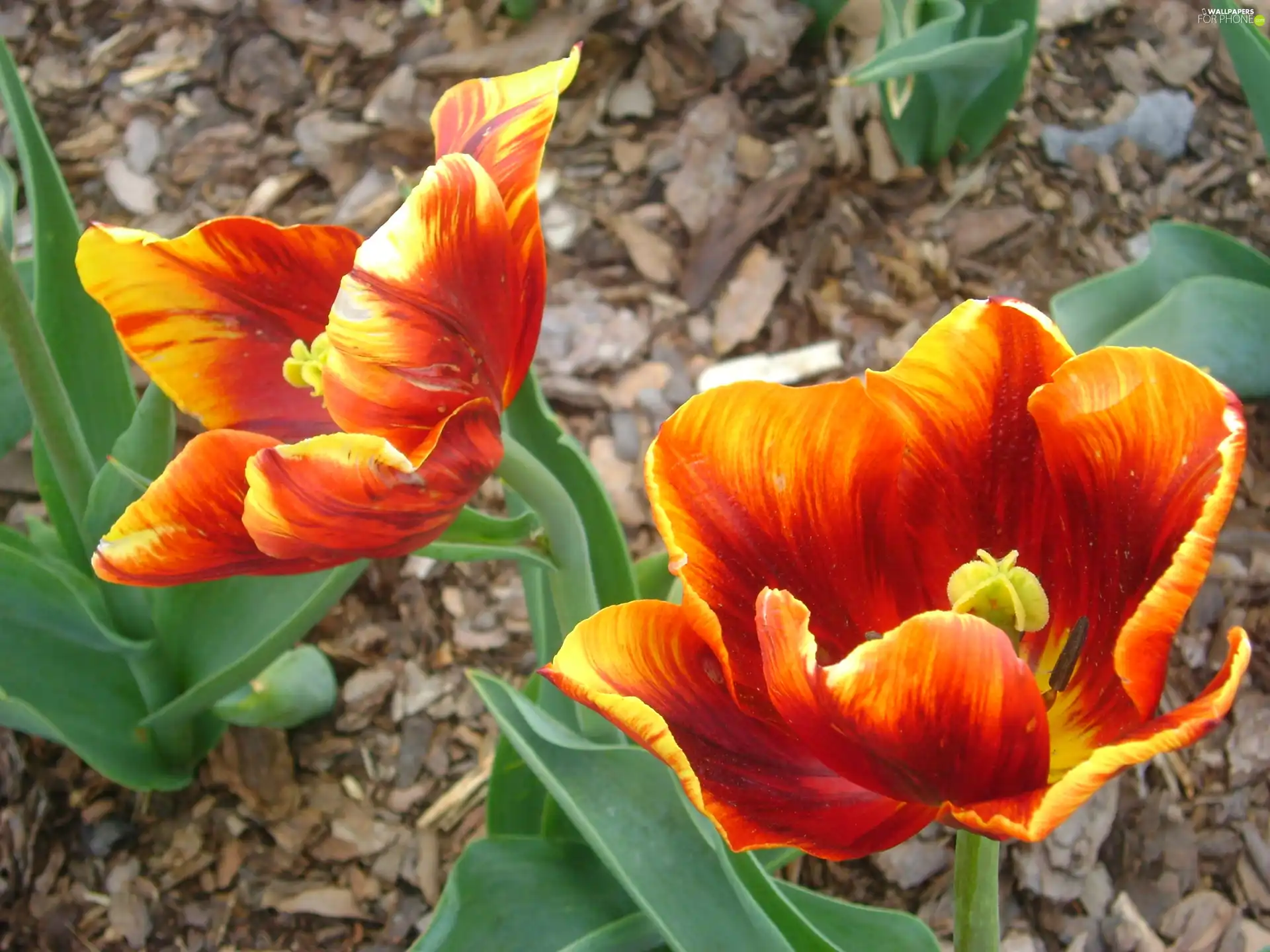 Orange, tulip