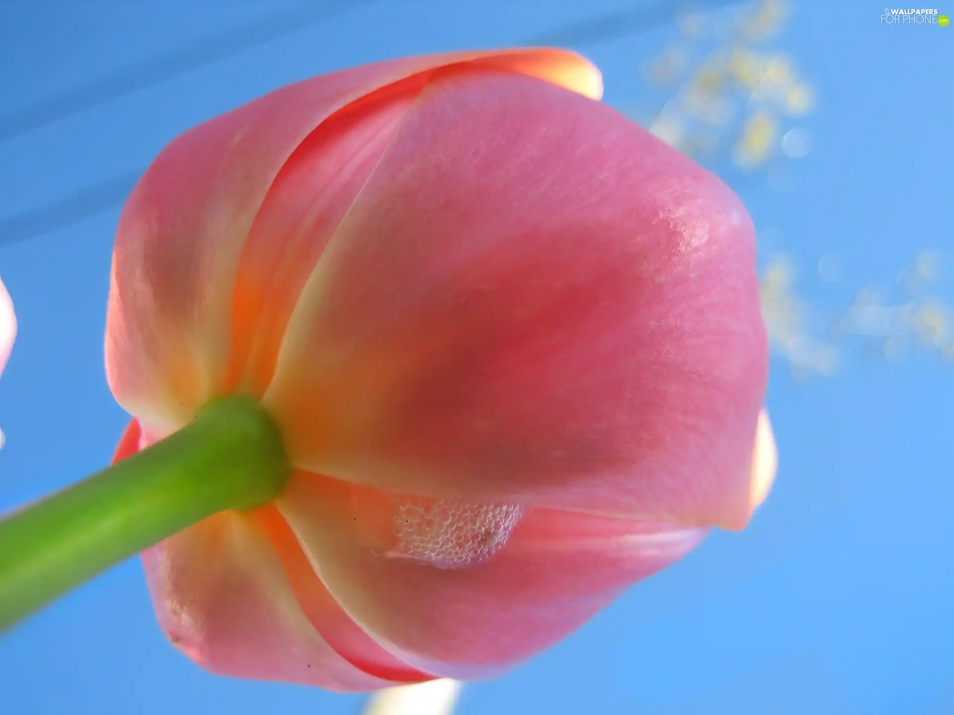 Pink, tulip