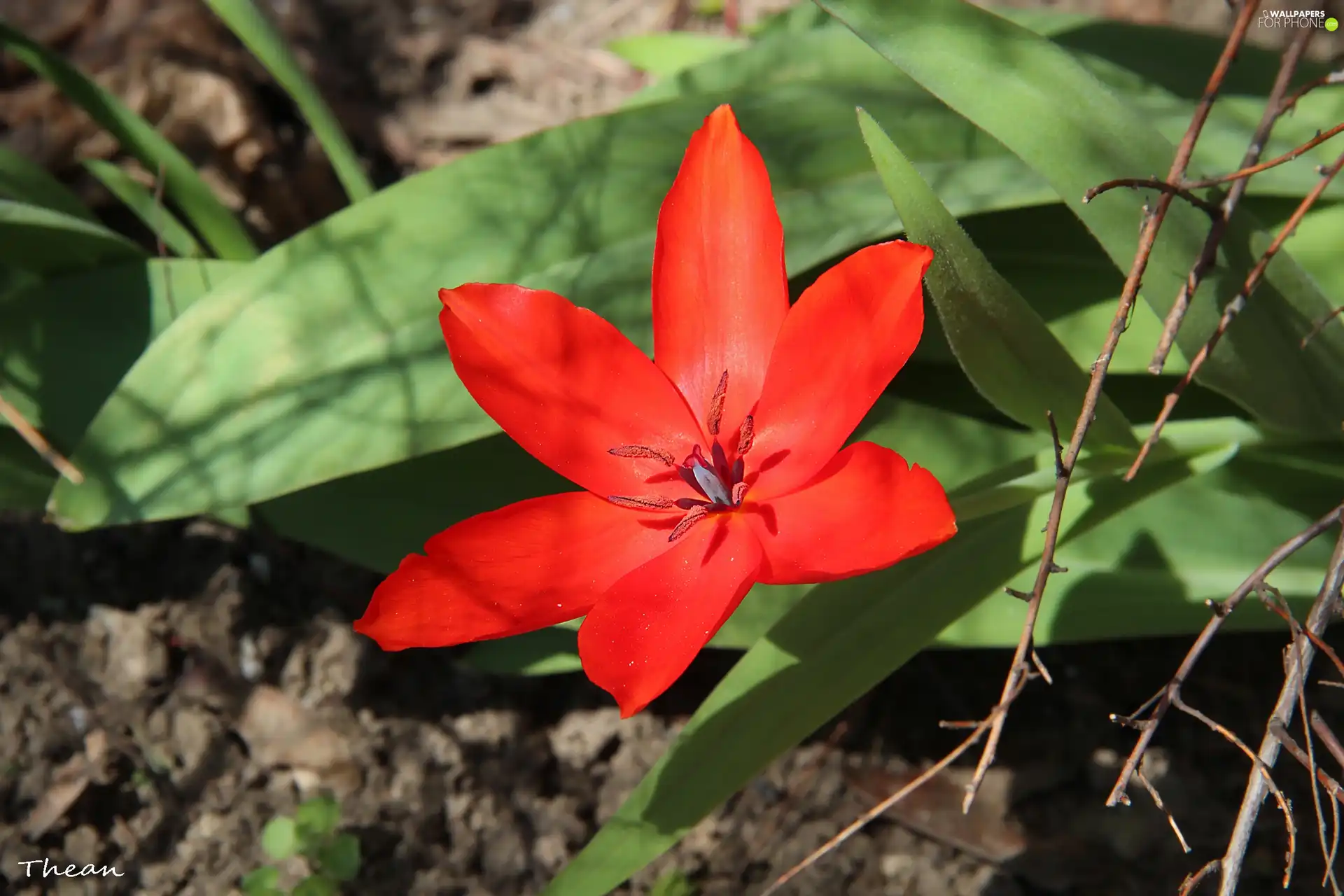 Red, tulip