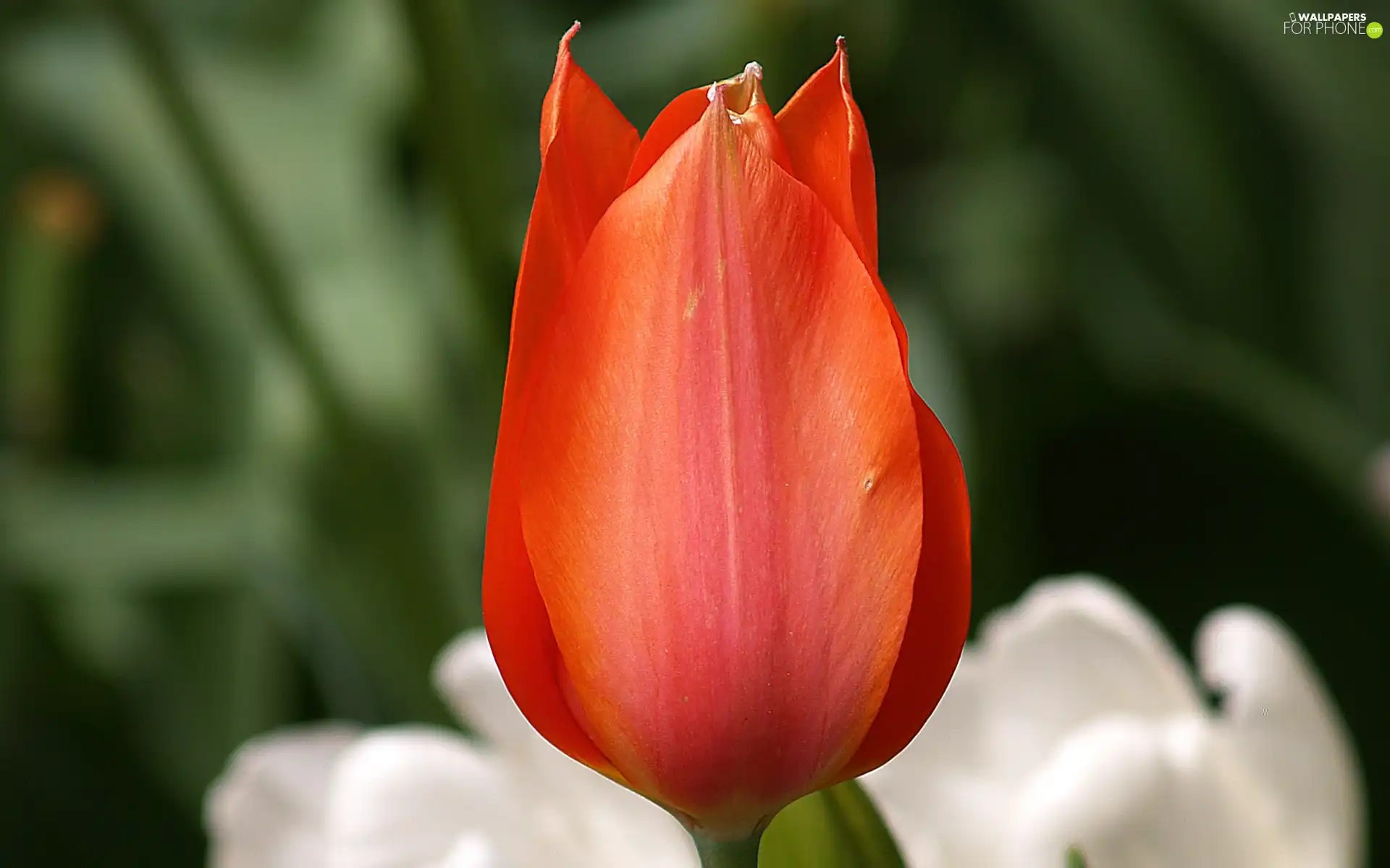 Red, tulip