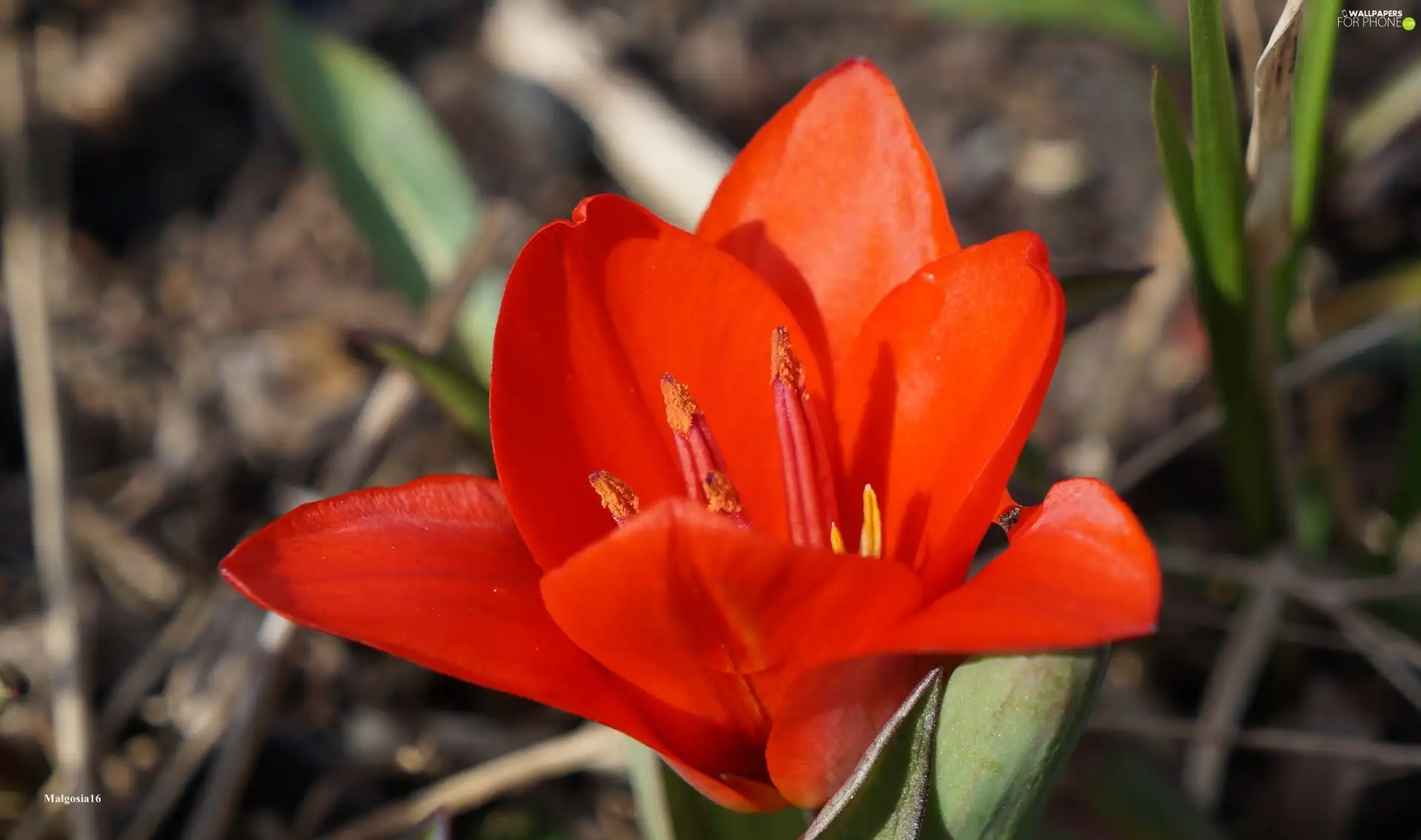 Red, tulip